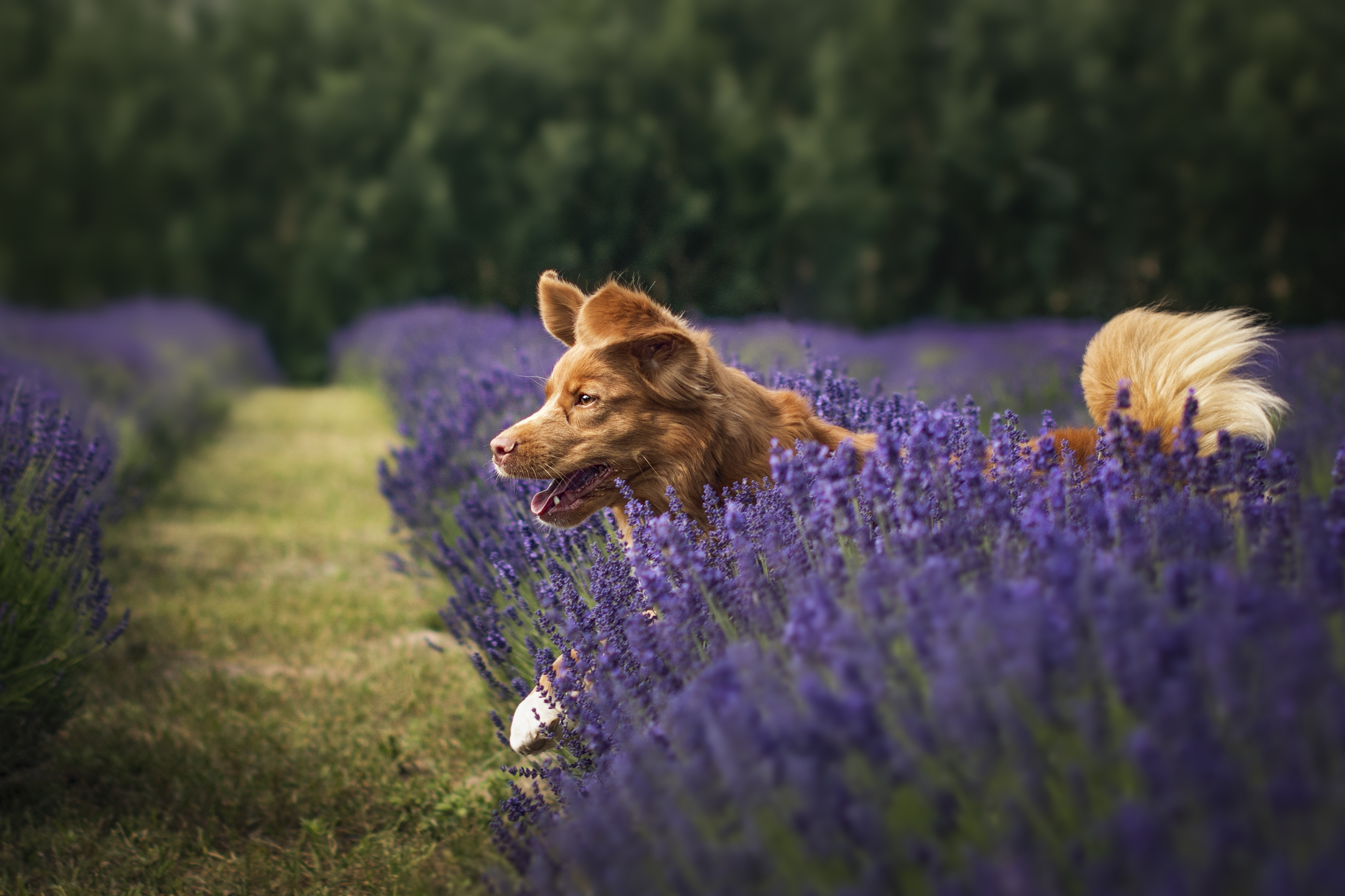 Is lavender plants hot sale bad for dogs