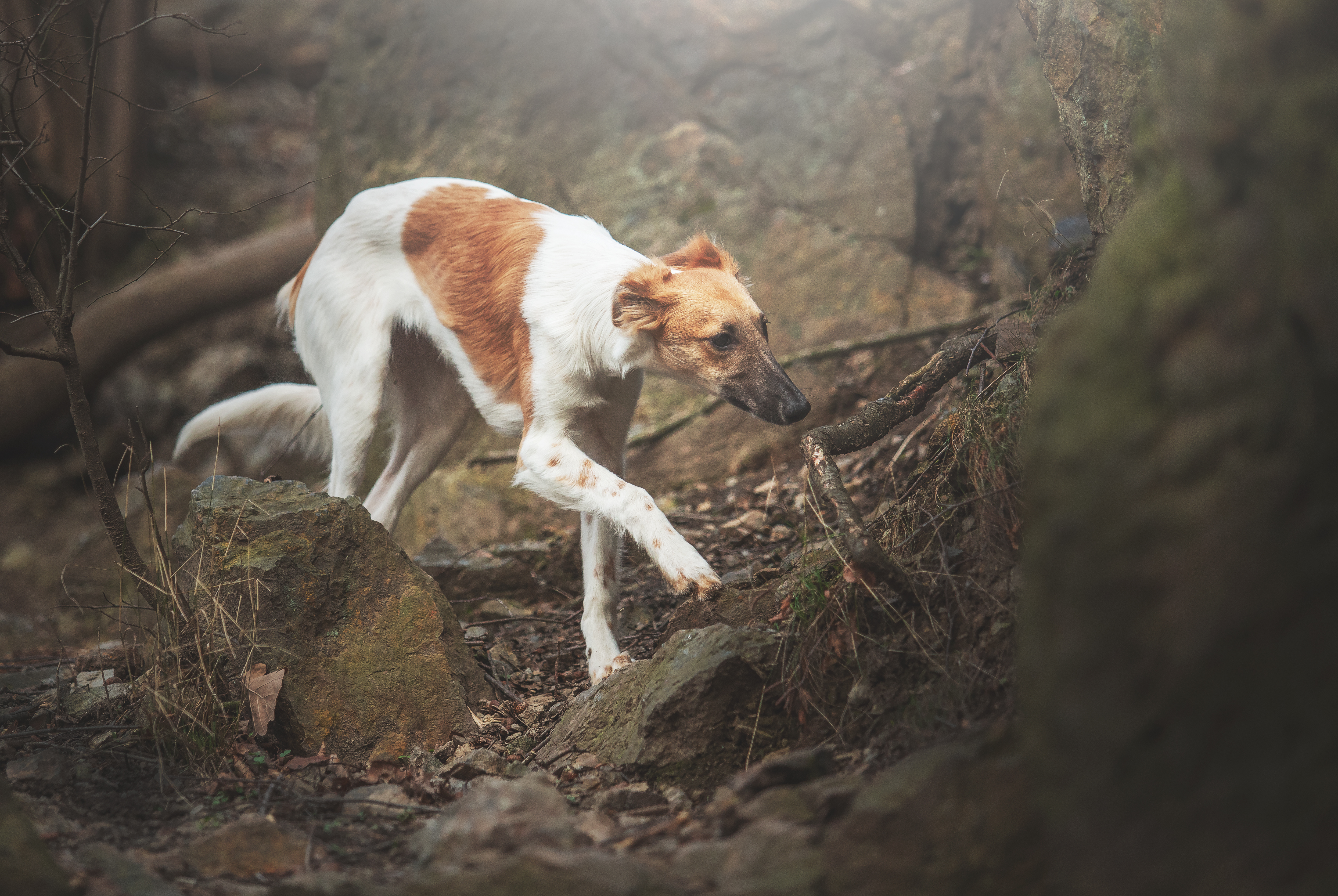 Can a dog jump a 6 foot outlet fence