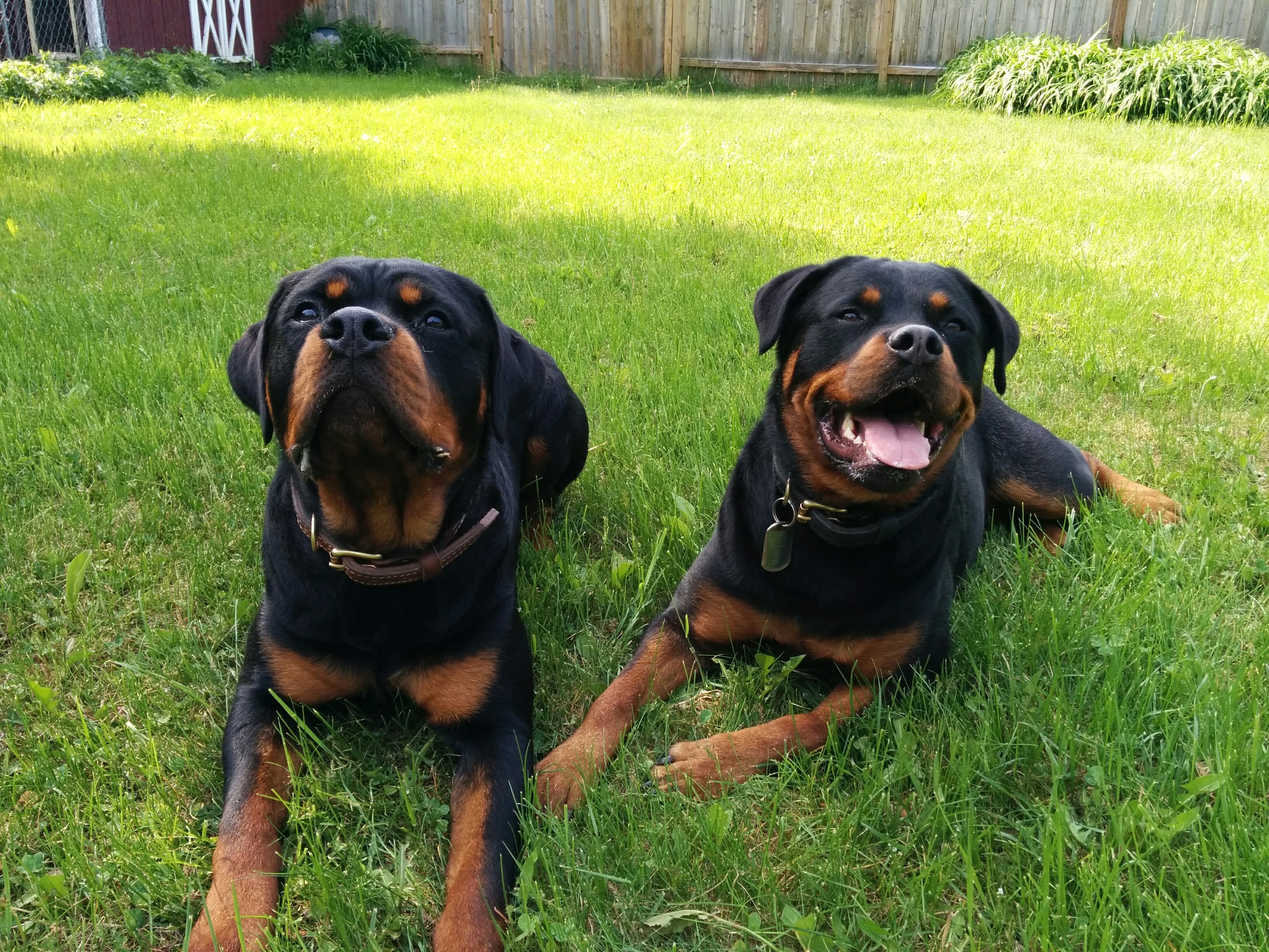 Why Do Some Rottweilers Have White Spots on the Chest? | Cuteness