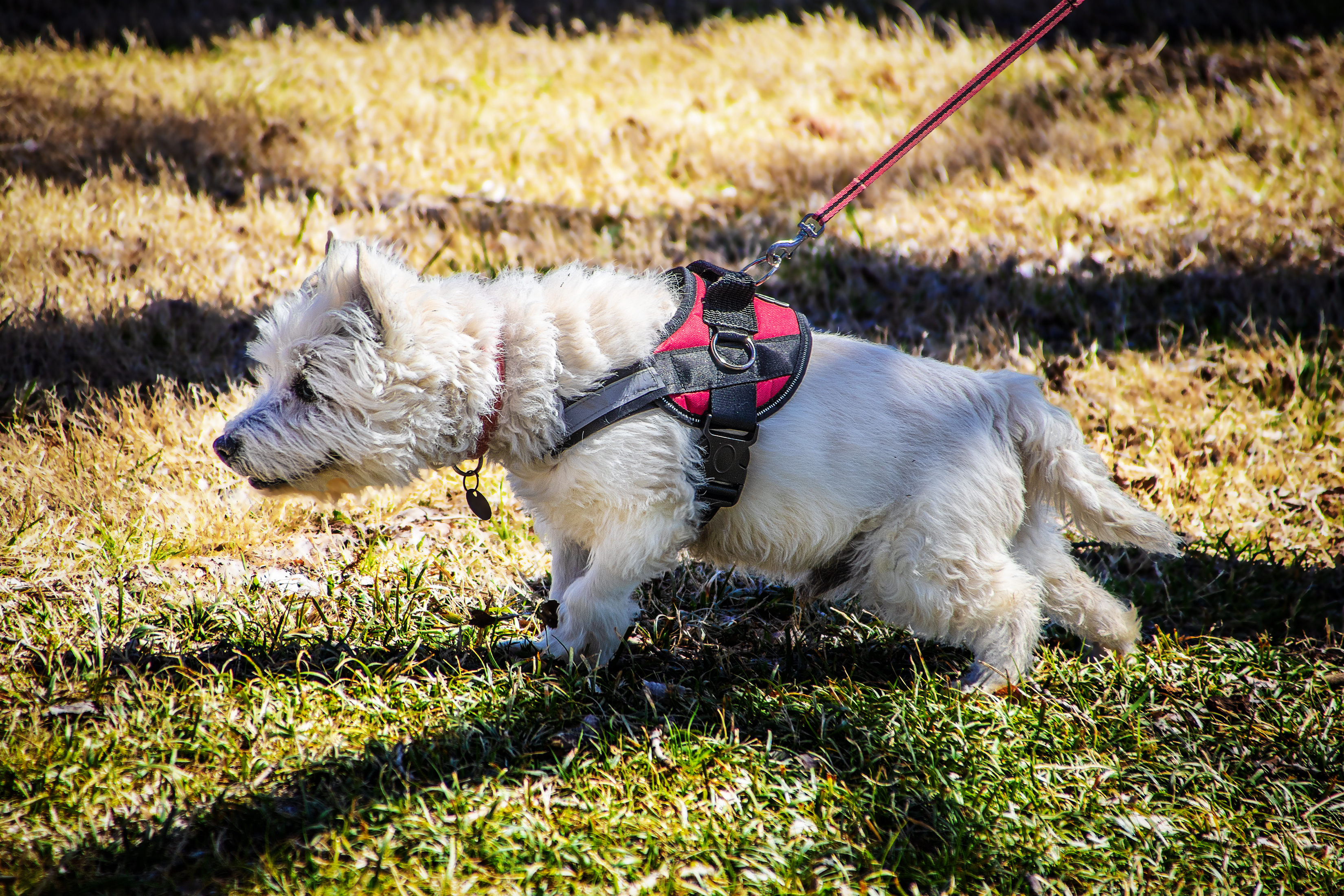 Dog collar hotsell chafing treatment