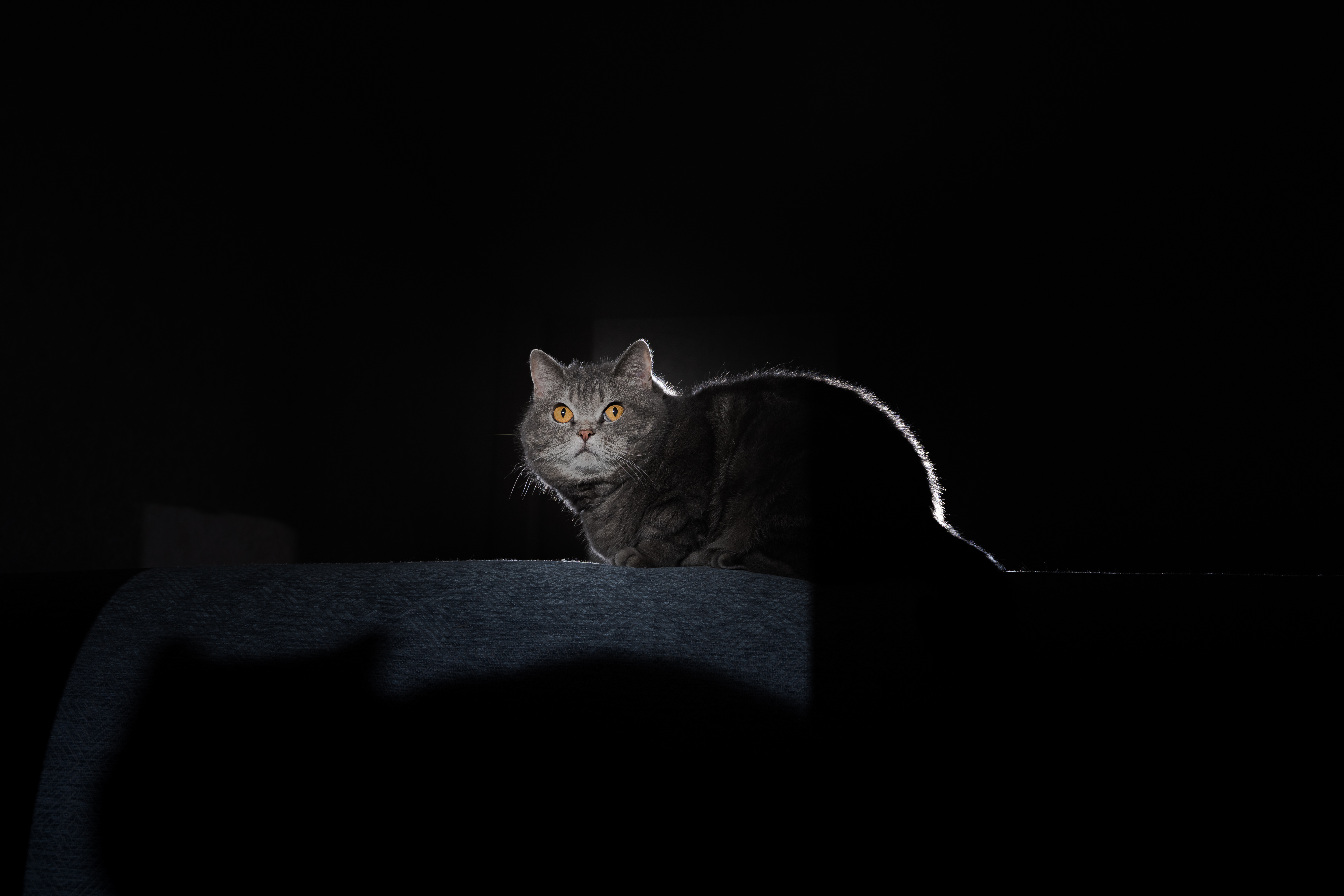 can dogs and cats see in the dark