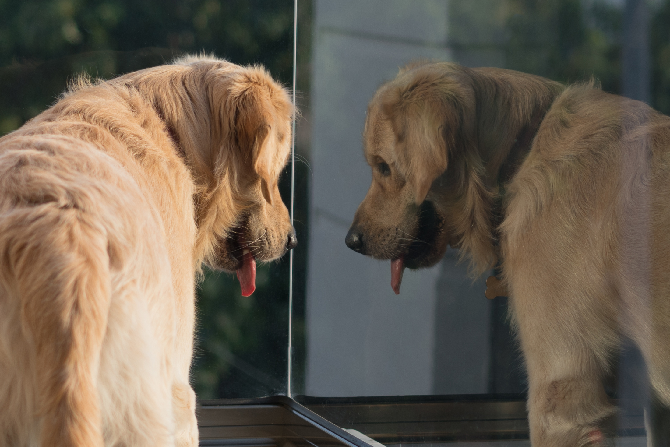 what do dogs think when they see themselves in the mirror