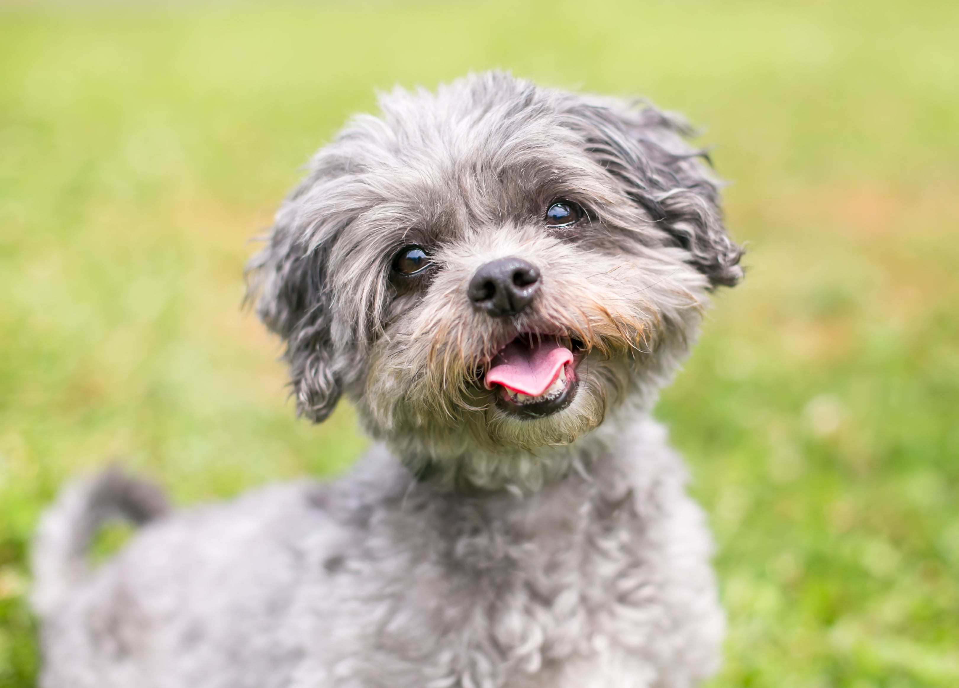 20 year old shih sales tzu