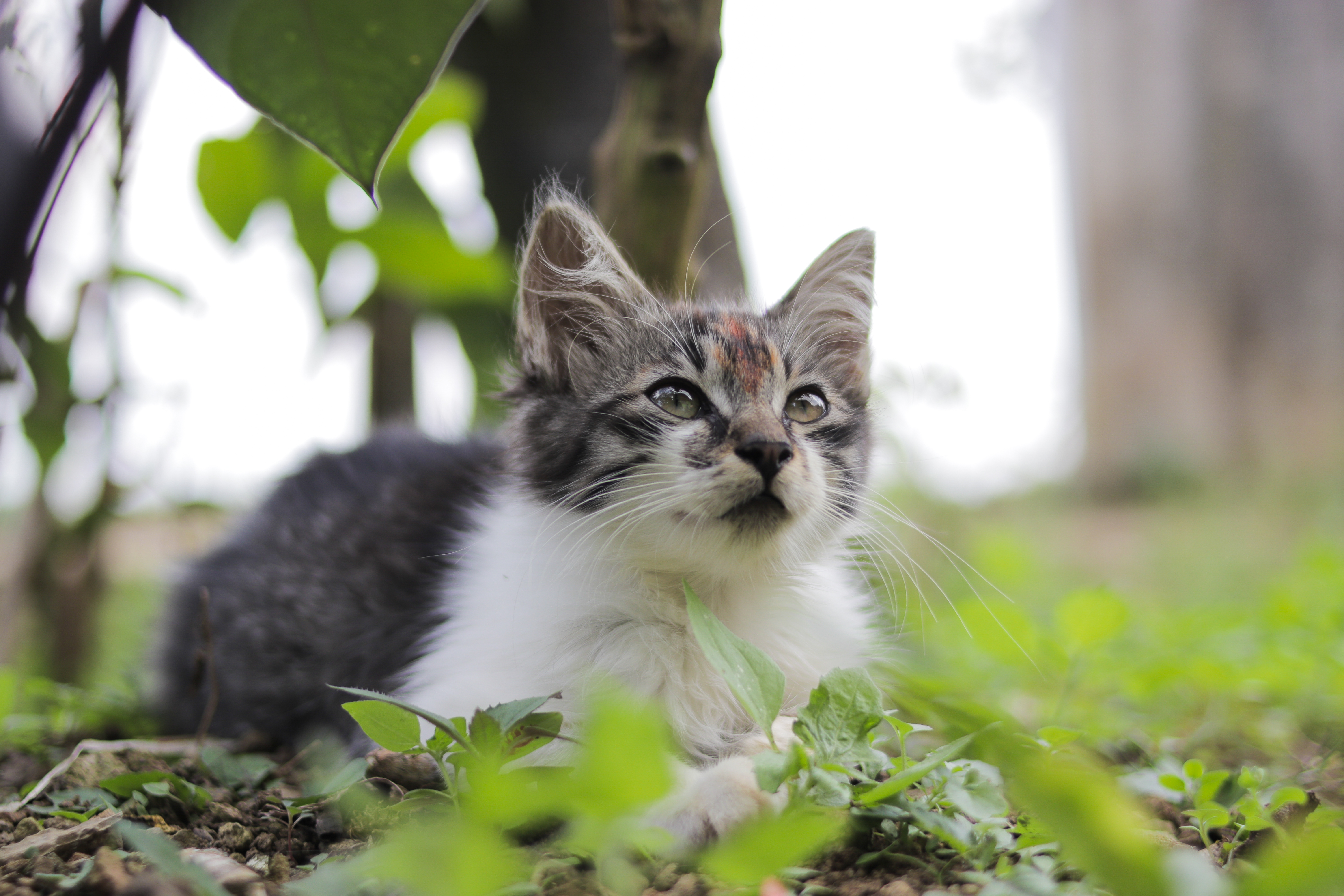 Cat regurgitates clearance dry food