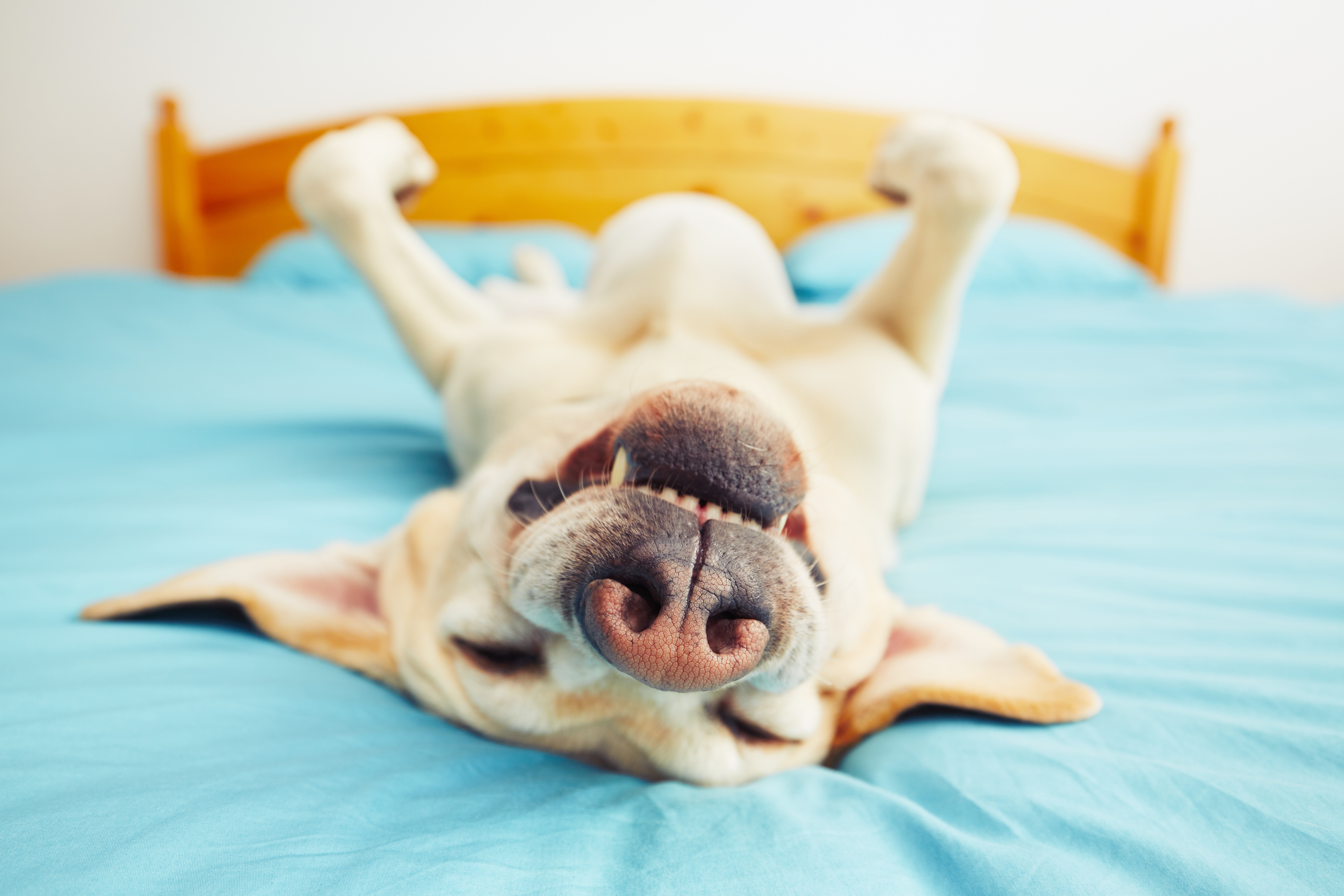 Dog breathing best sale hard while sleeping