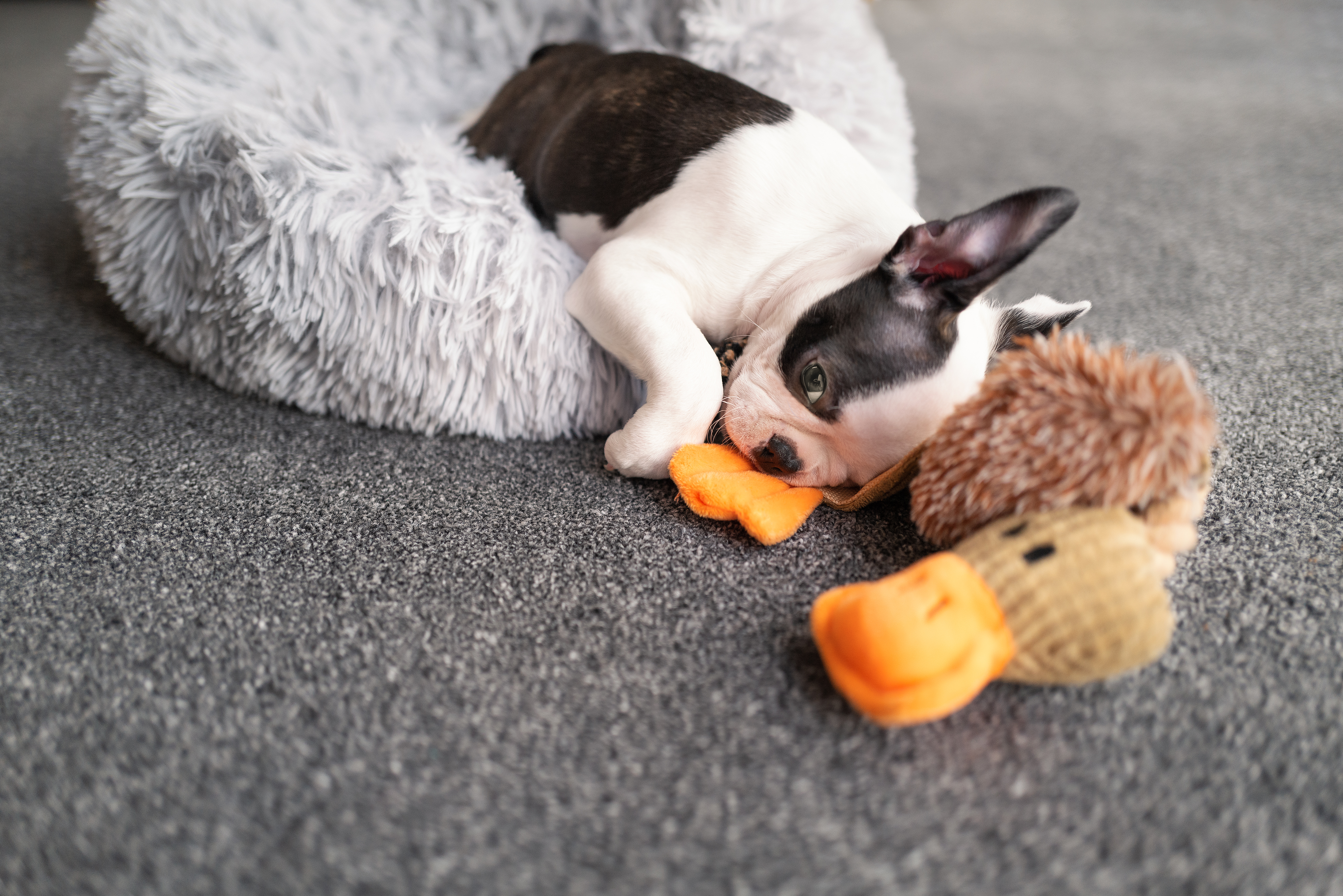 How to stop dog outlet from pulling up carpet