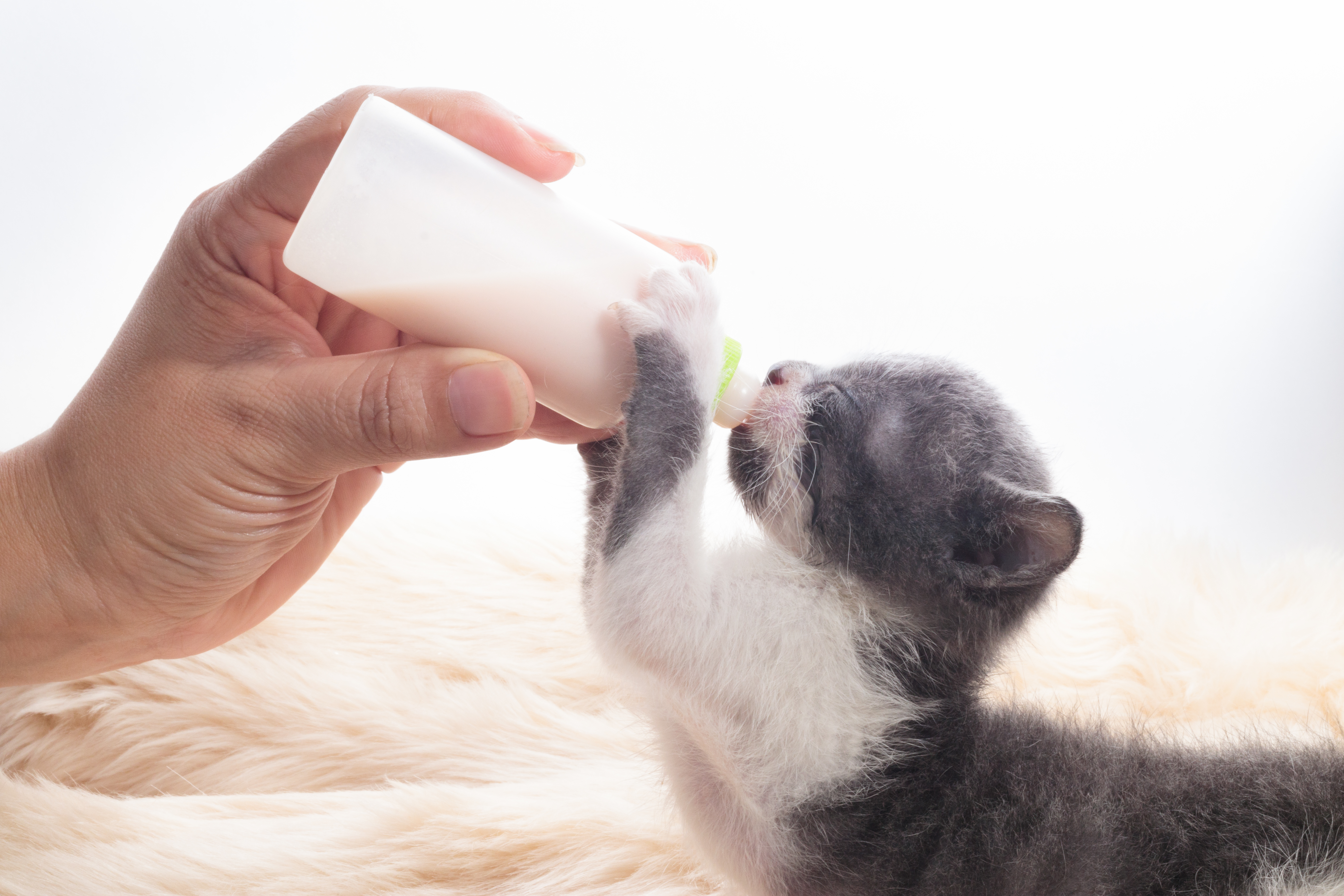 Can newborn kittens drink goat outlet milk