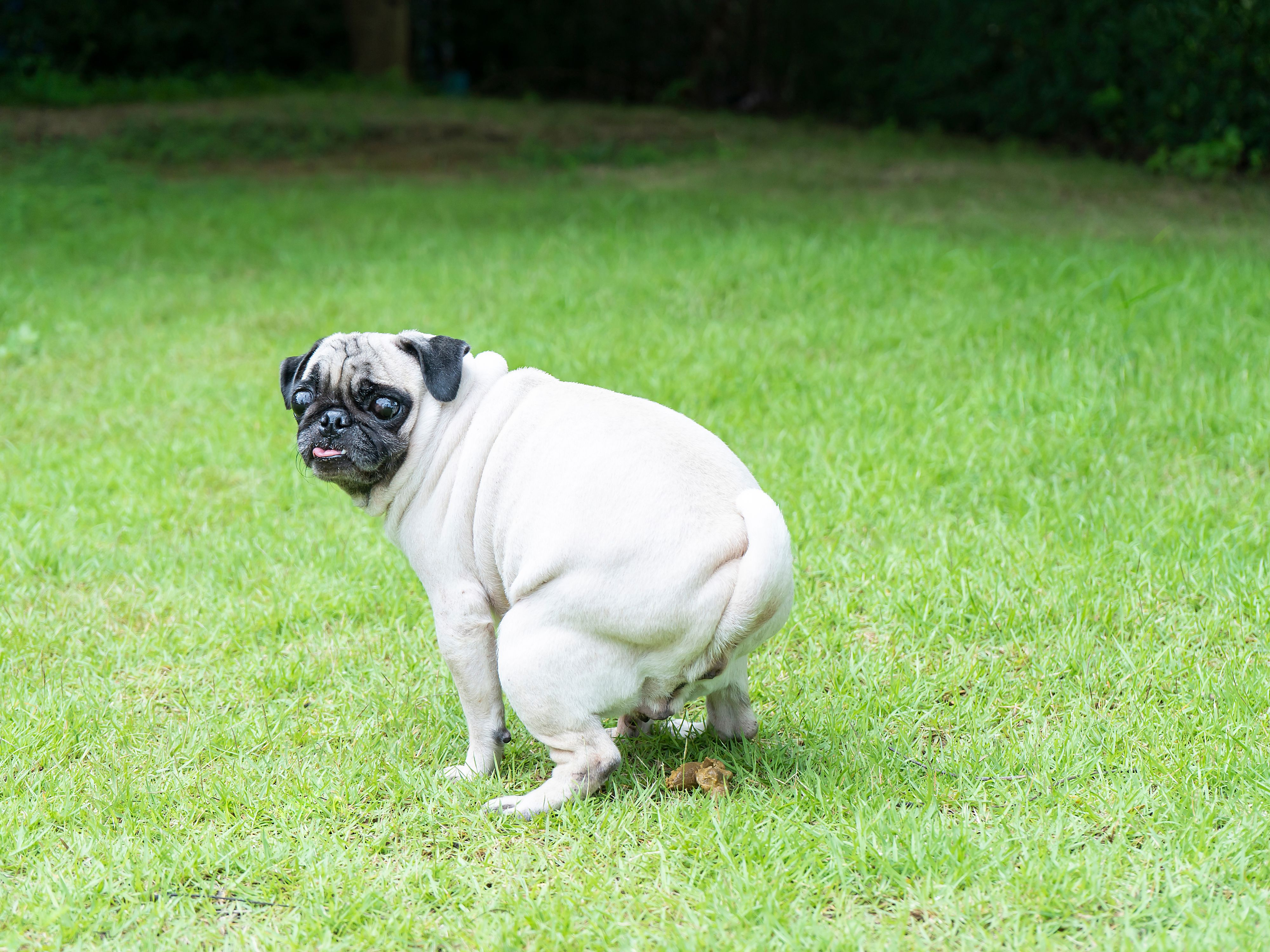 why do dogs walk back and forth before pooping