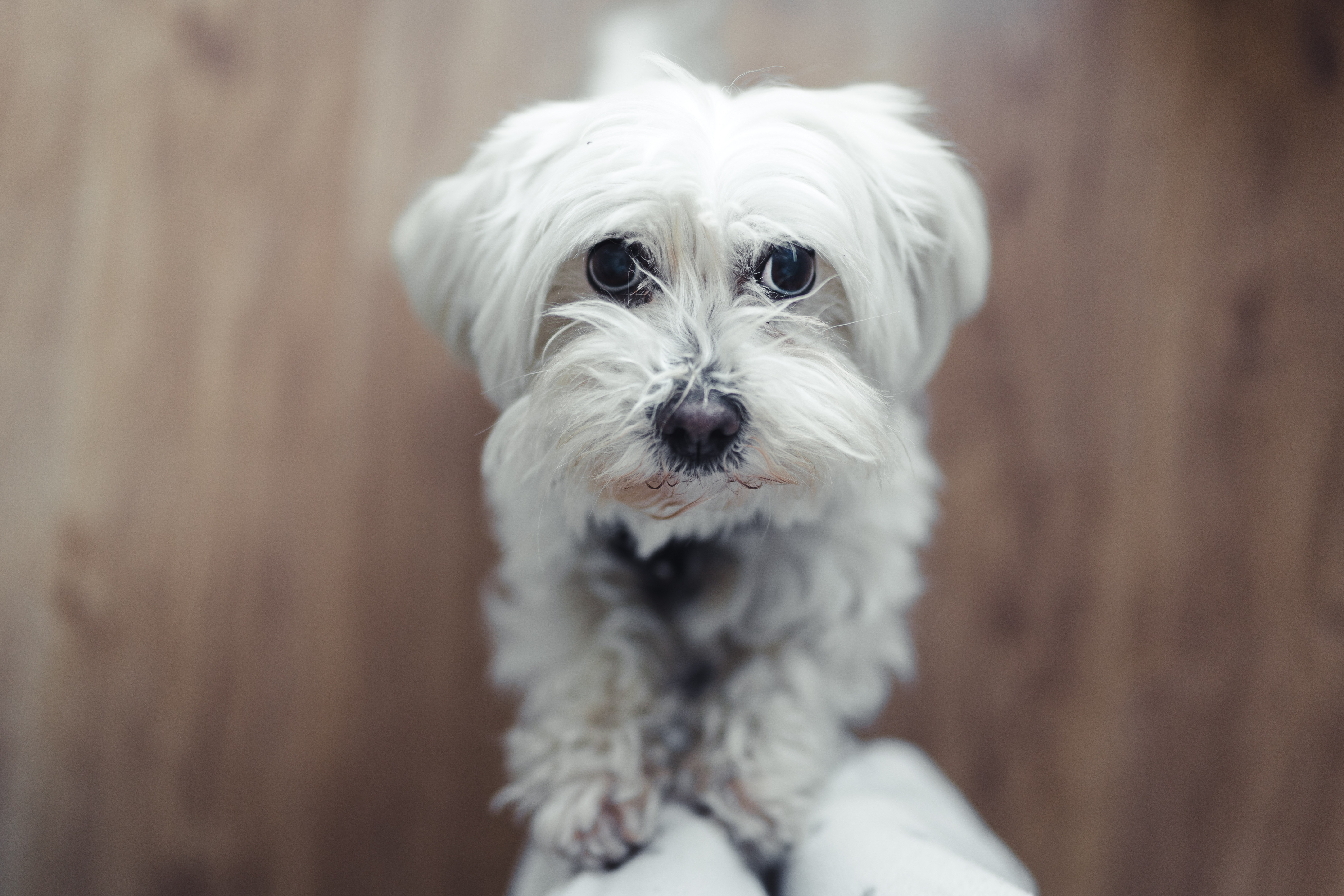 Maltese shop dog eyes