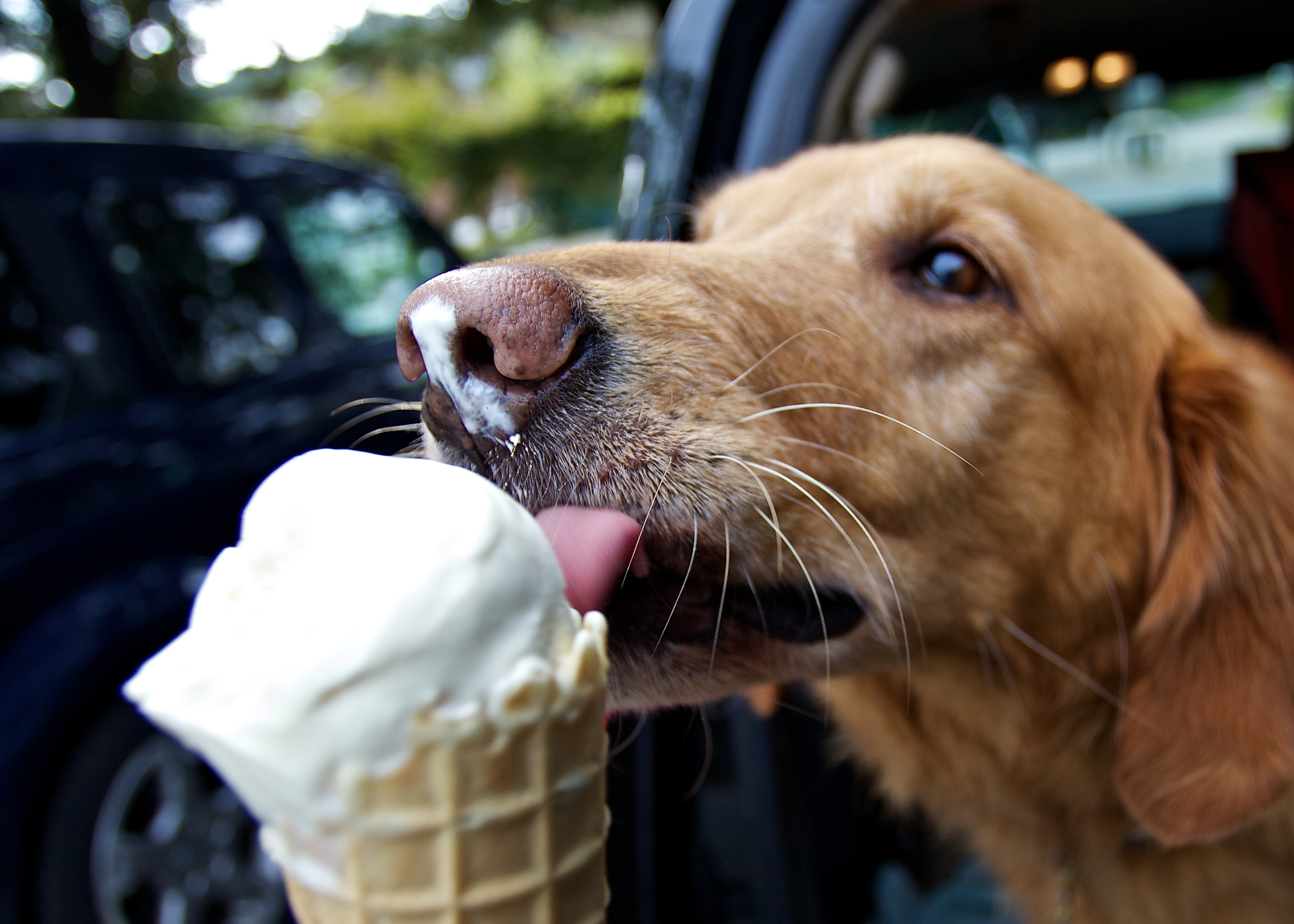 Culver's dog shop ice cream