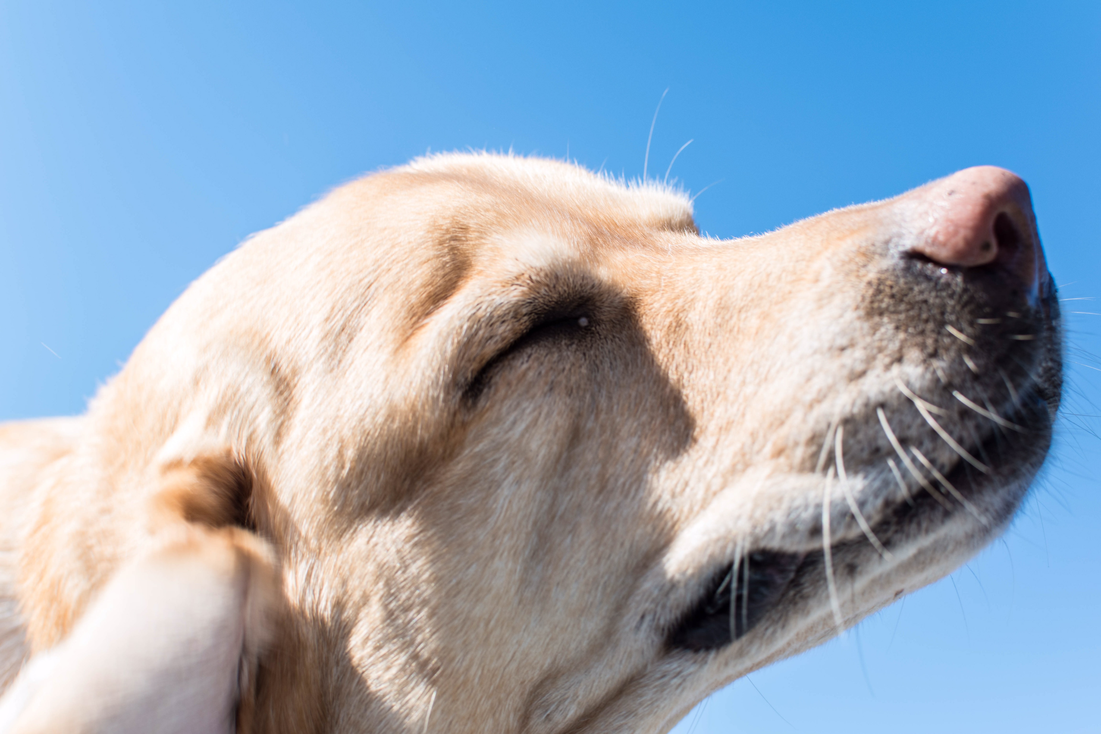 can dogs have post nasal drip