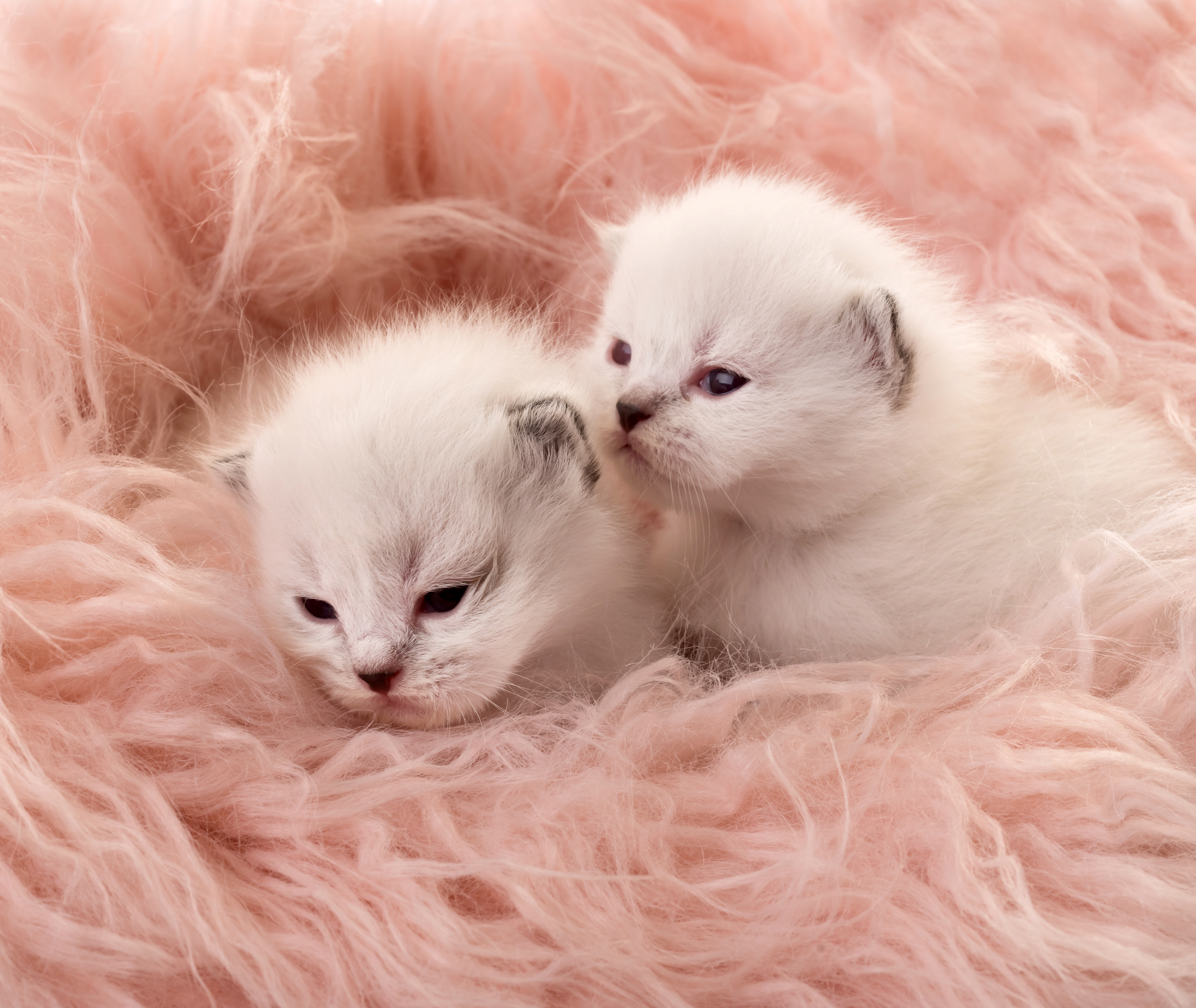 How to take care best sale of newborn kittens with mother