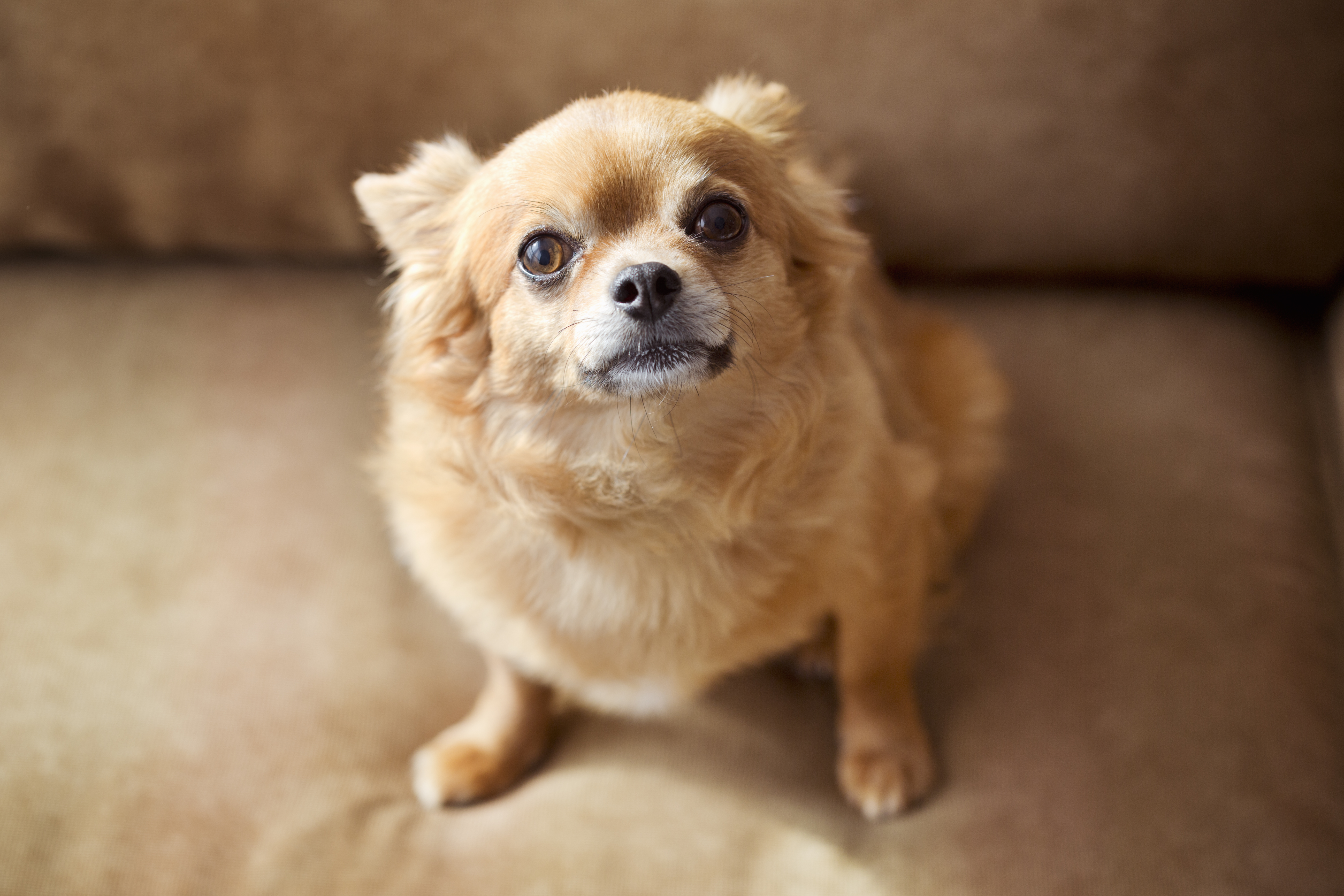 Types of best sale chihuahua mixes