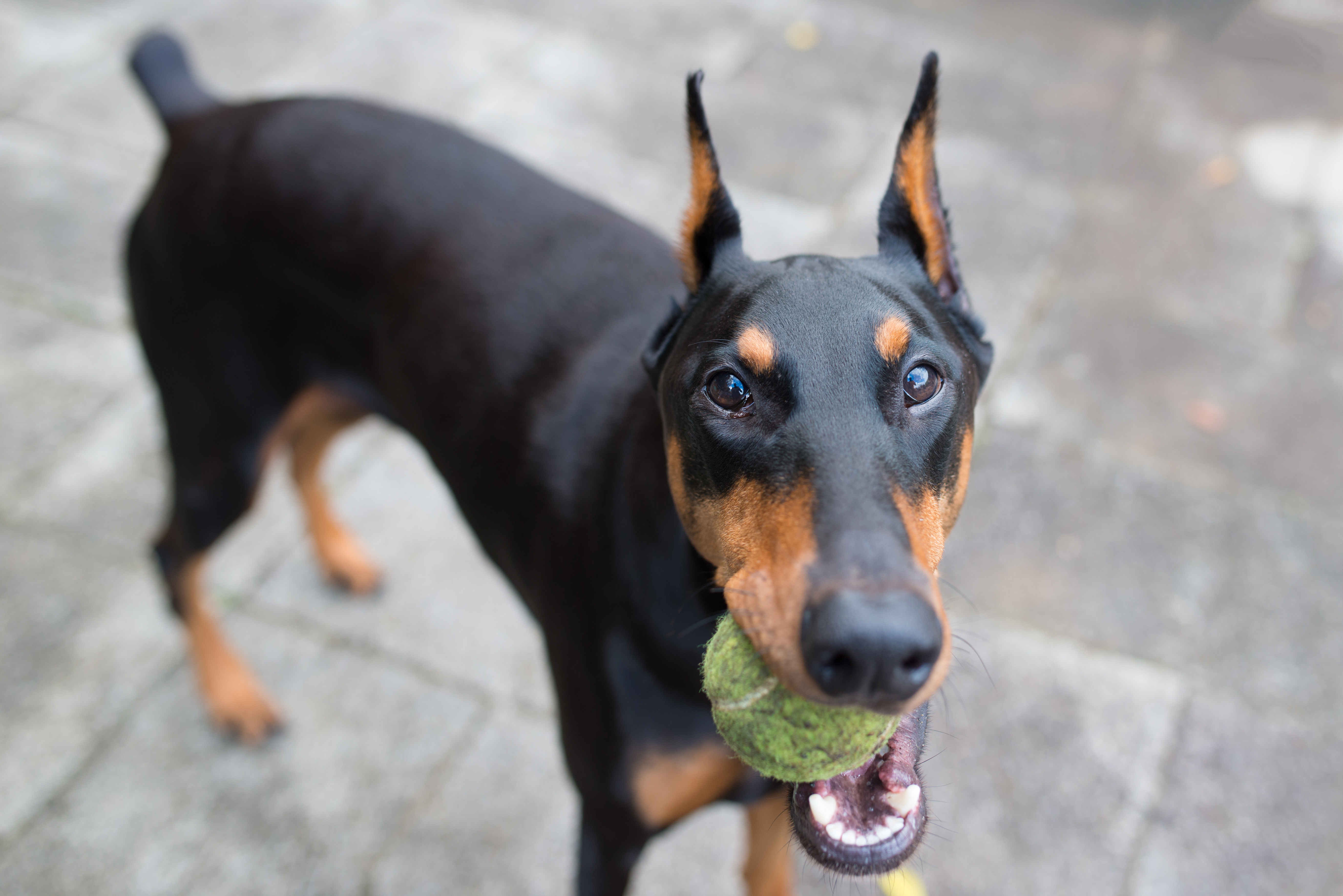 Full best sale blooded doberman