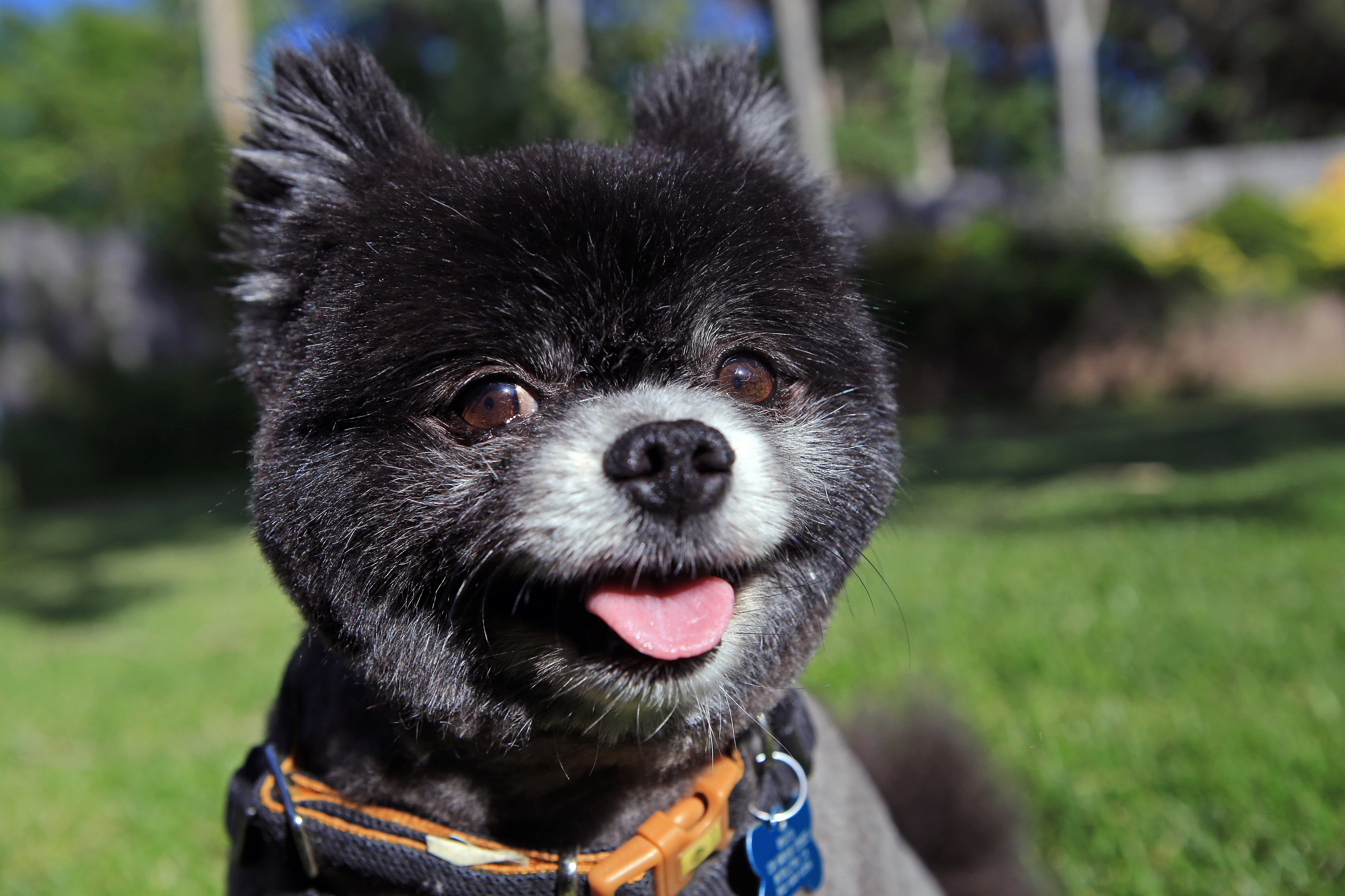 Teddy bear deals haircut on pomeranian