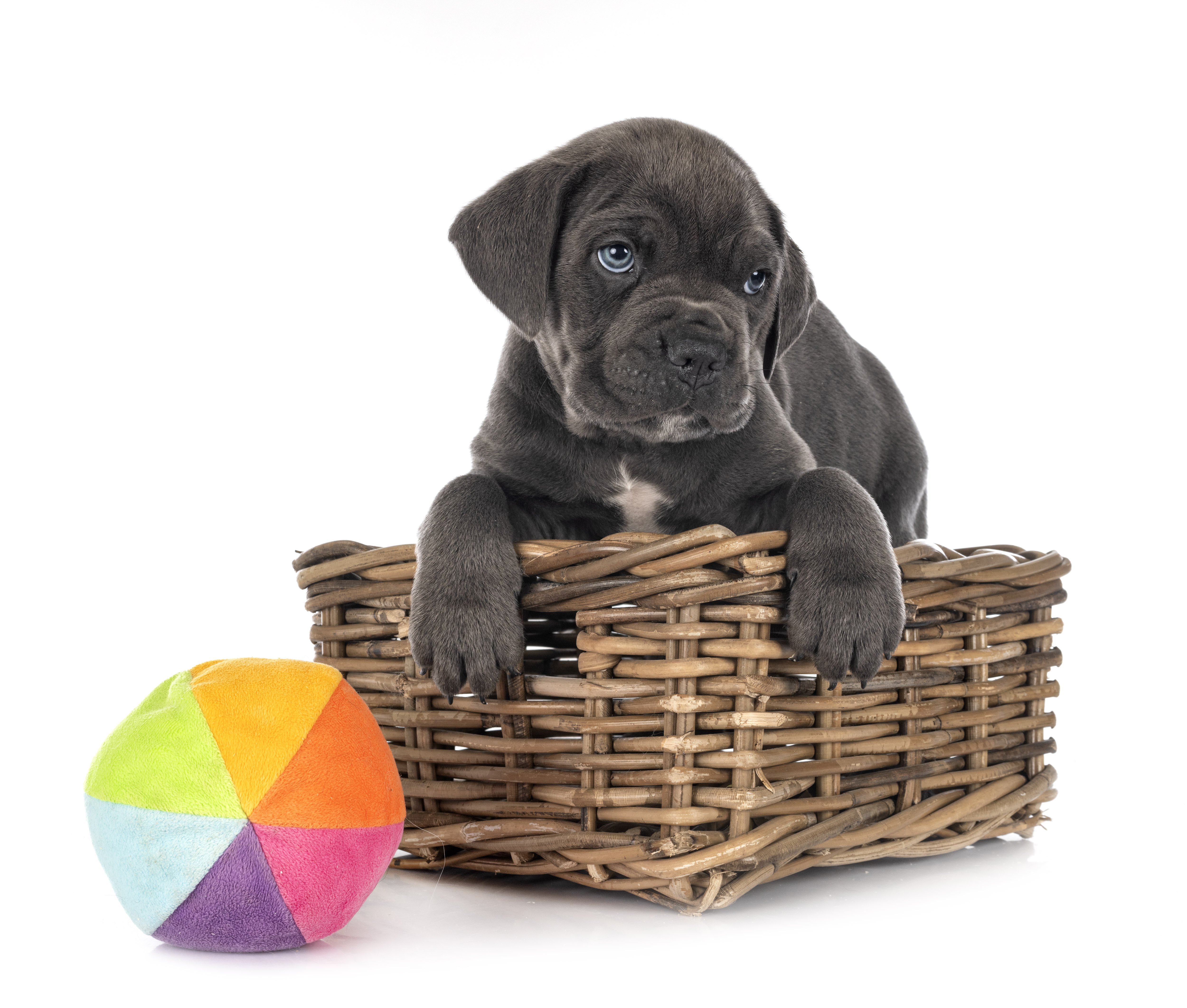 Cane Corso, Weight, Colors, History, Temperament, & Facts