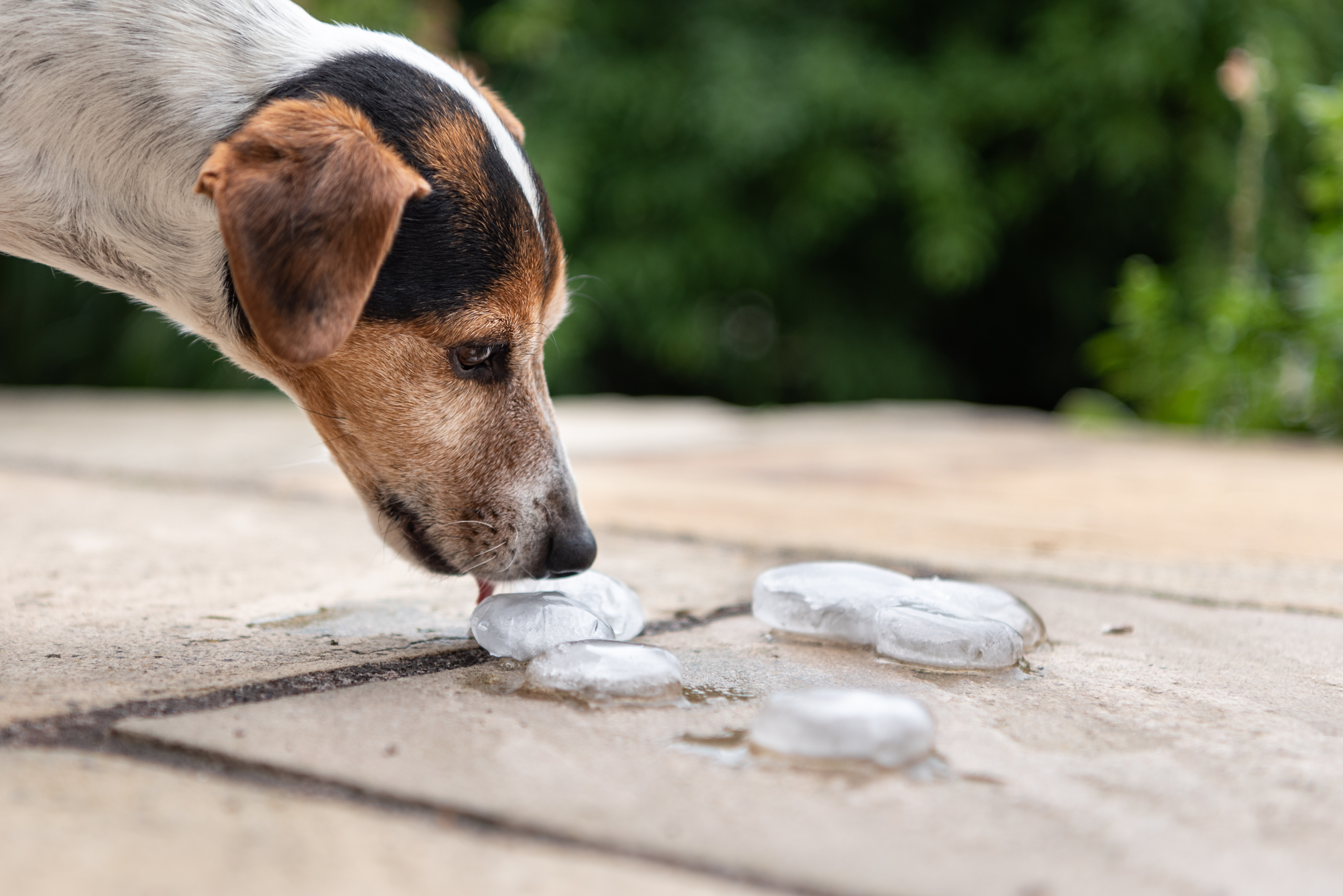 Summer DIY: freezing your dog's toys in ice can help him stay cool