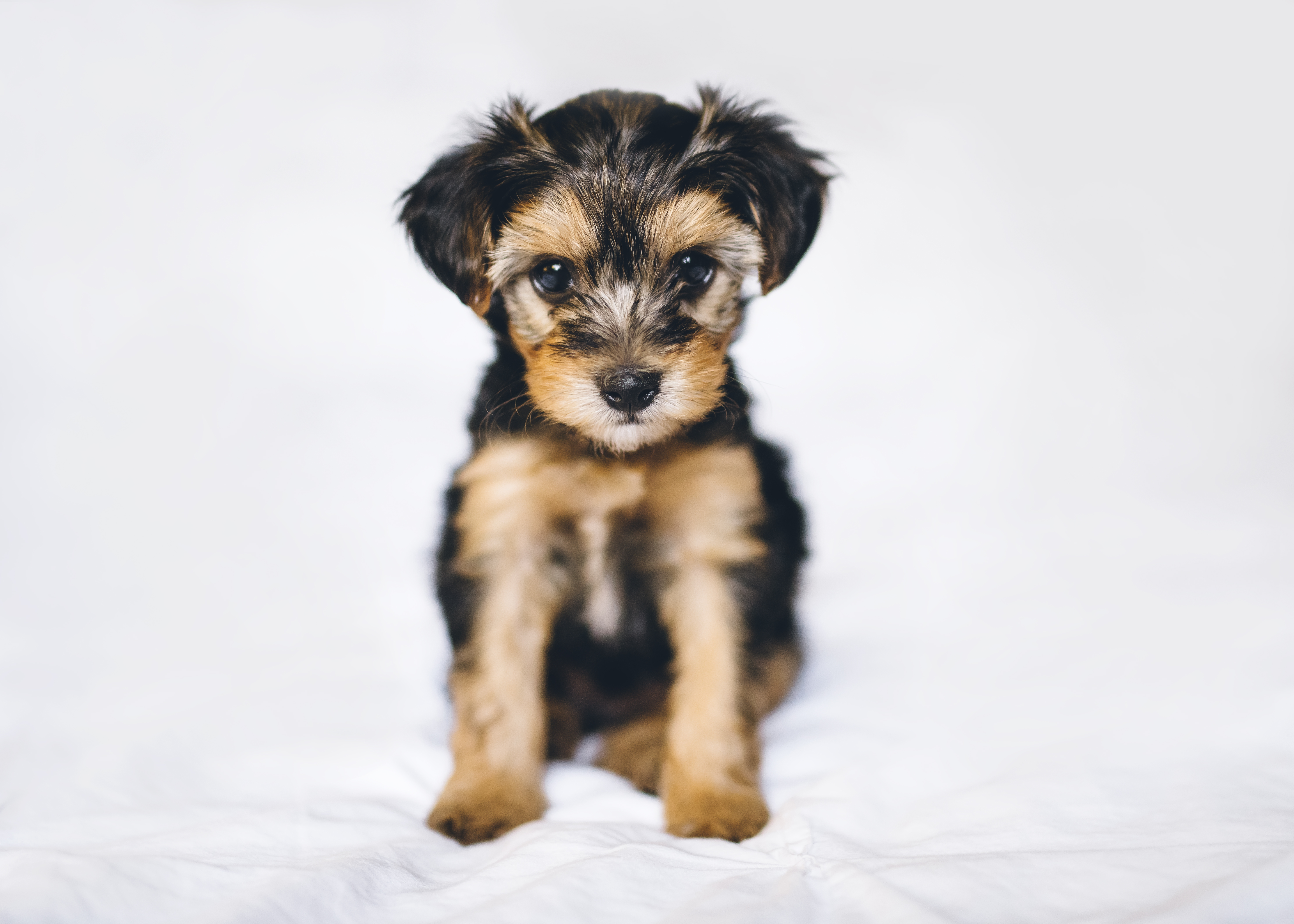 Female yorkie poo store haircuts