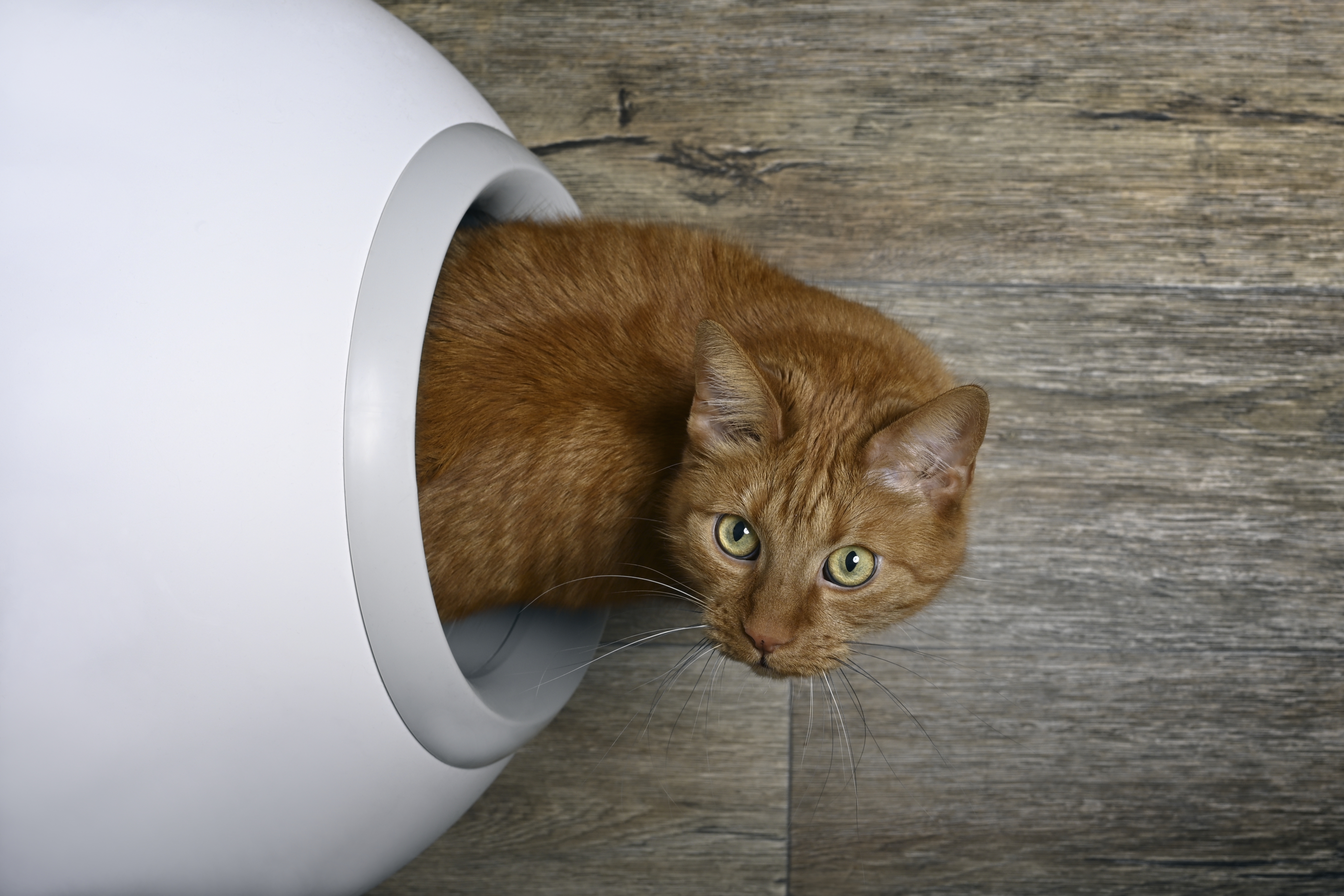 Nature's miracle self outlet cleaning litter box troubleshooting