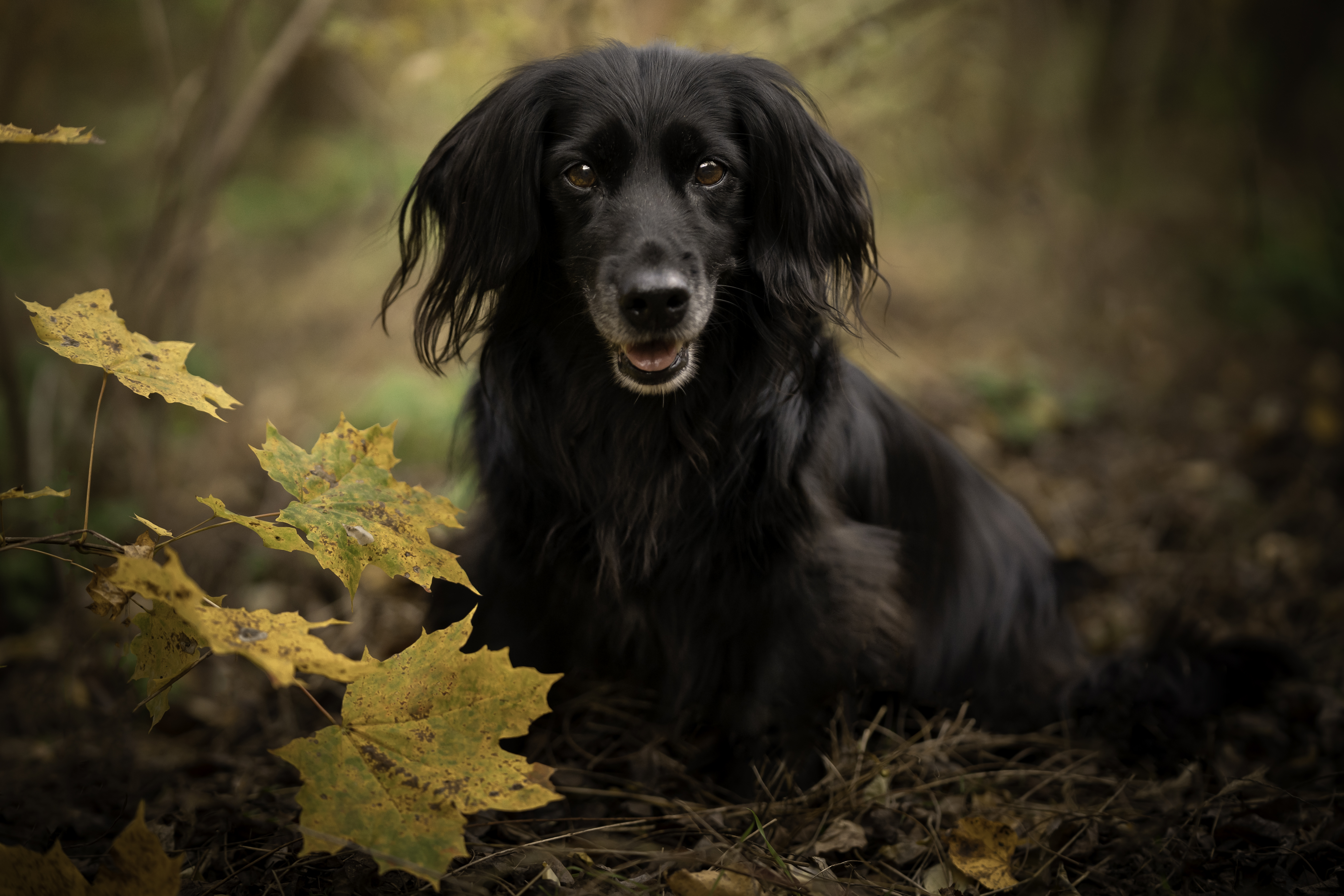 Dachshund hair outlet loss treatment