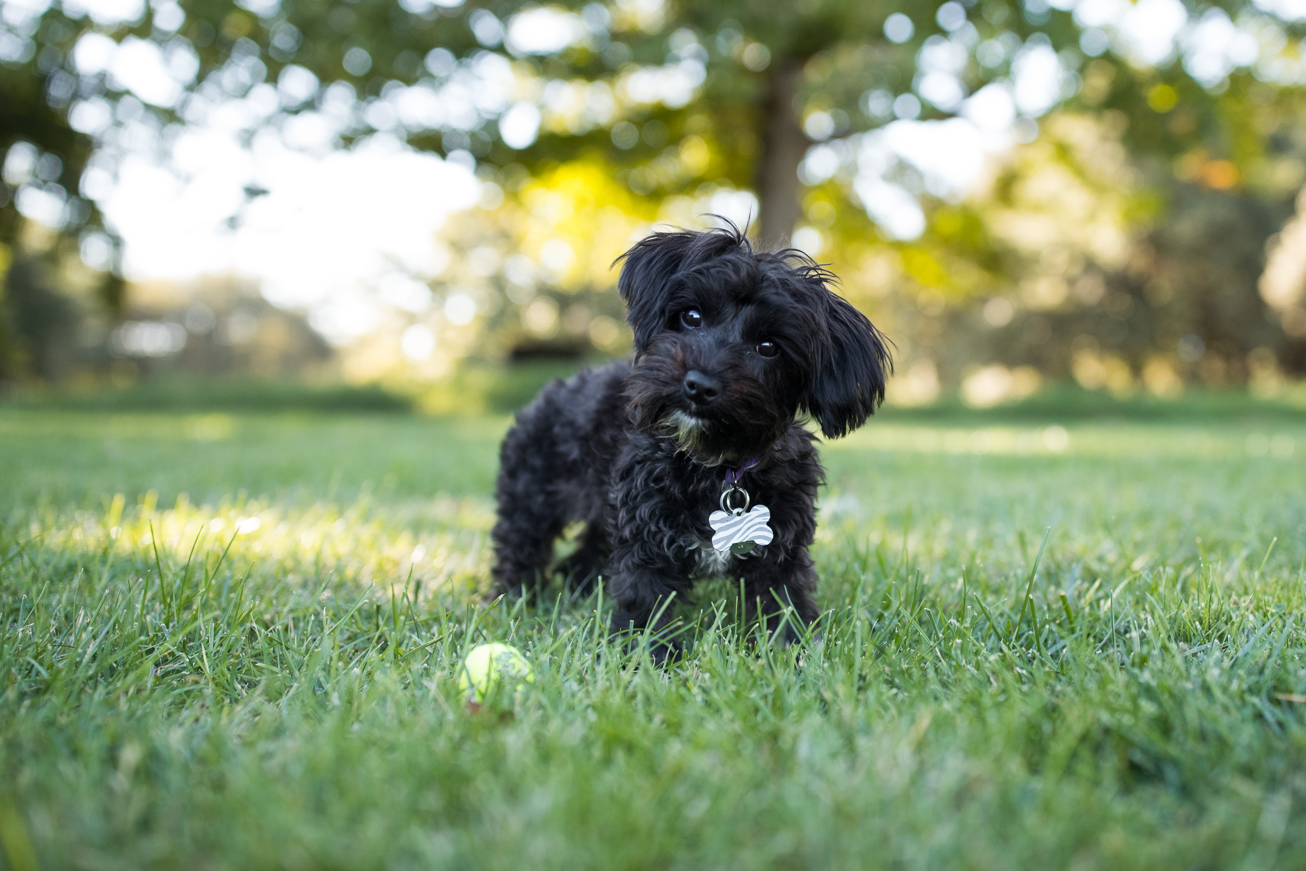 House training clearance a yorkie