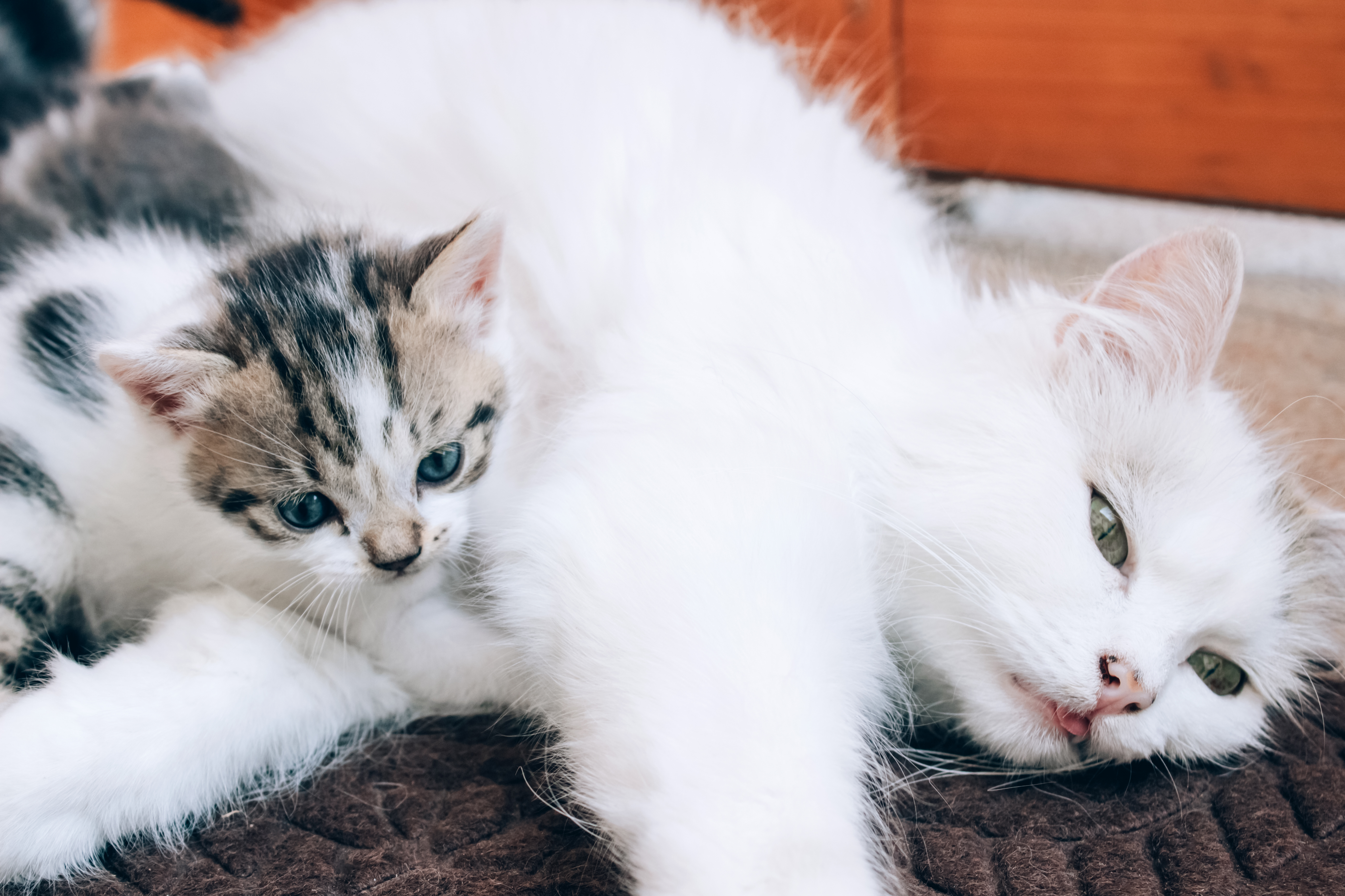 Pregnant cat meowing hot sale like in heat