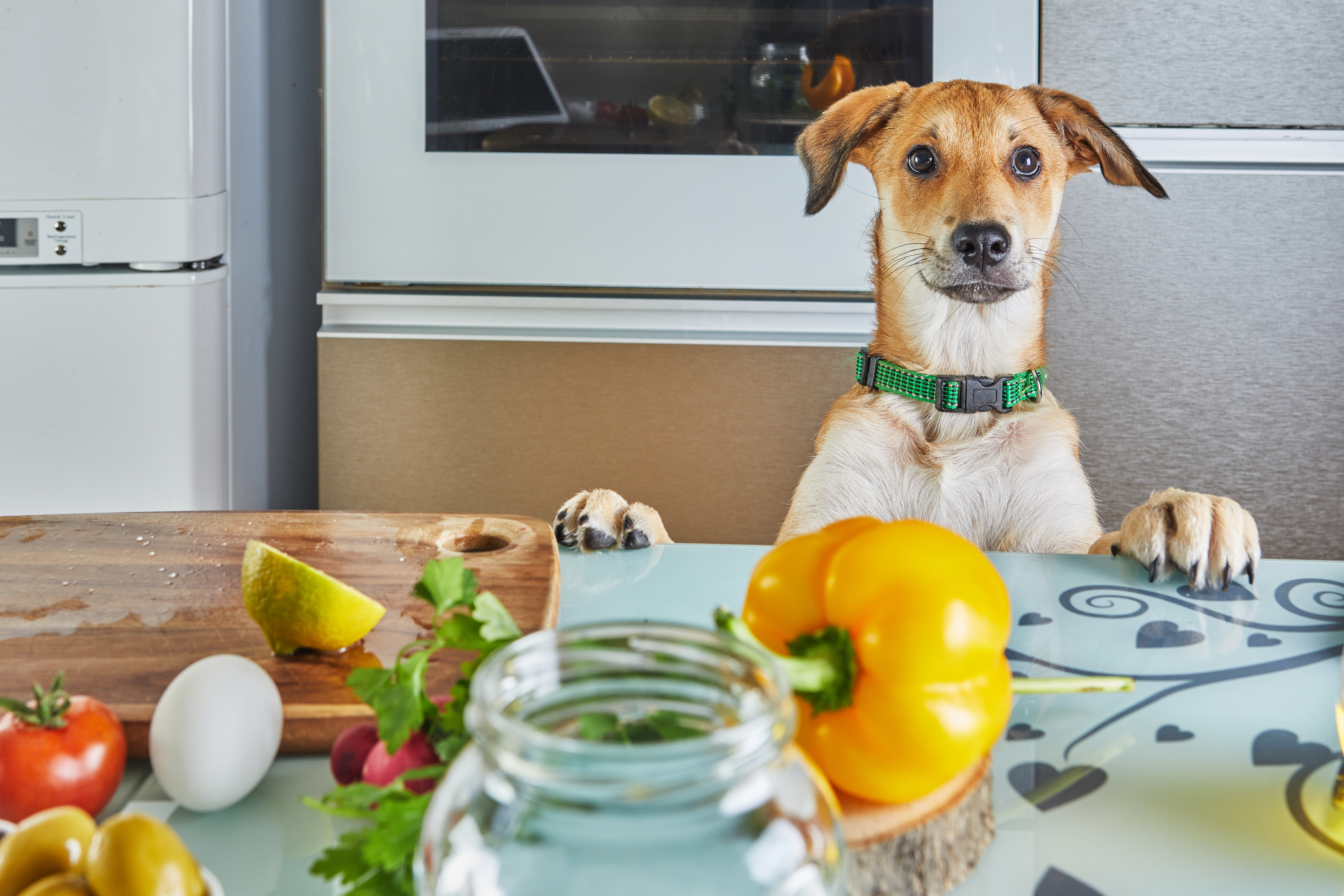 Homemade low protein diet for clearance dogs