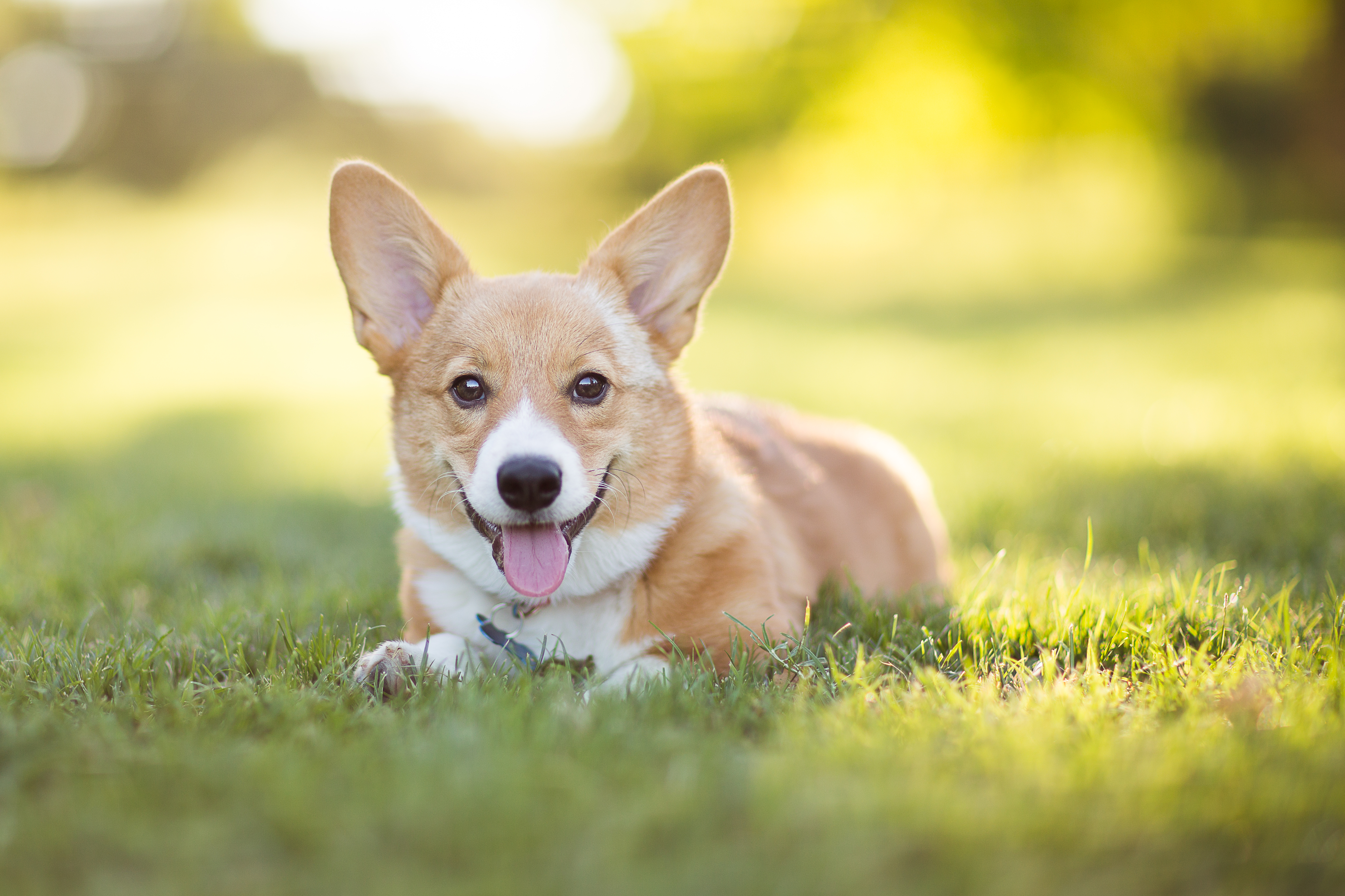 Corgis barking store