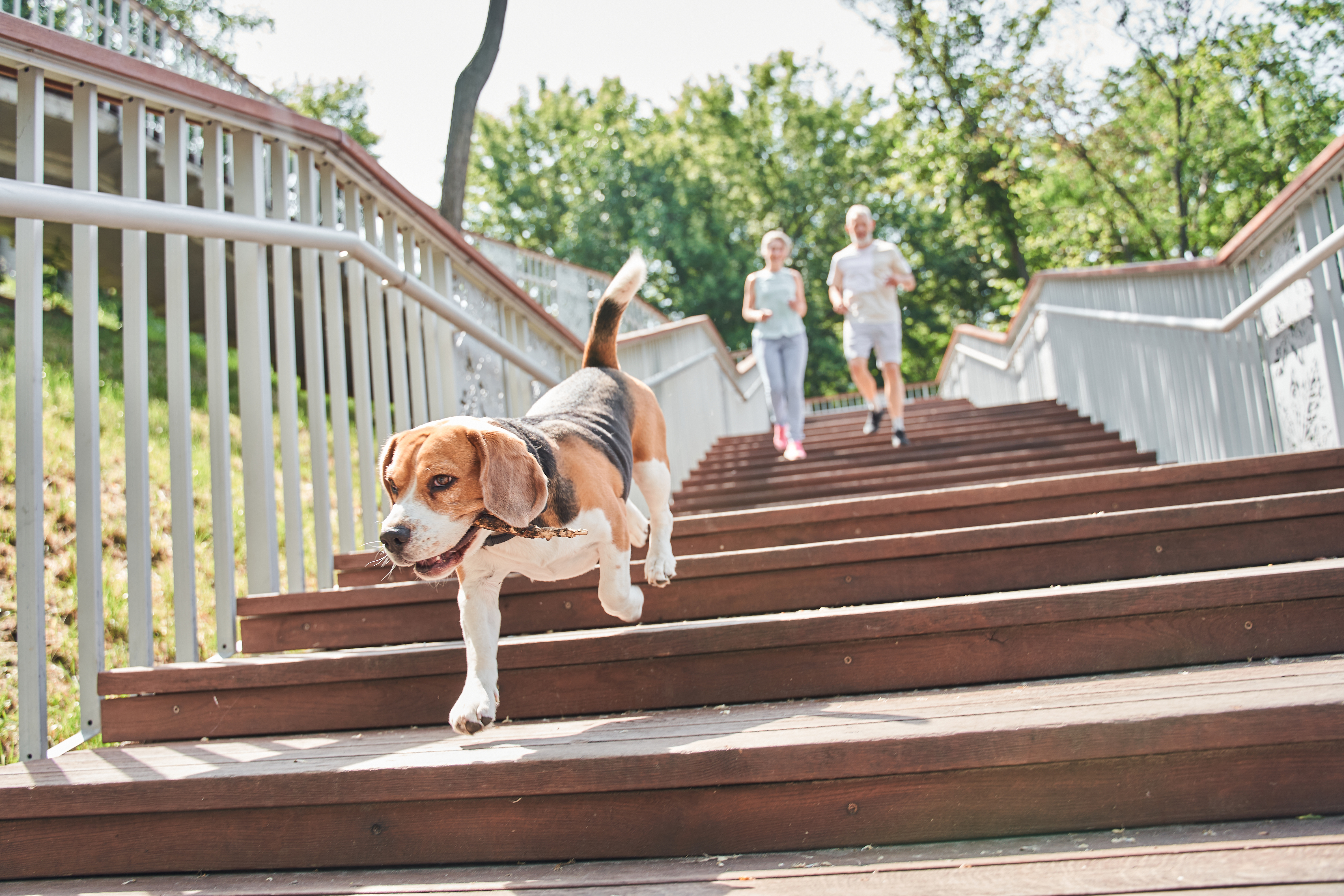 Symptoms of a Dog Who Fell Down the Stairs Cuteness