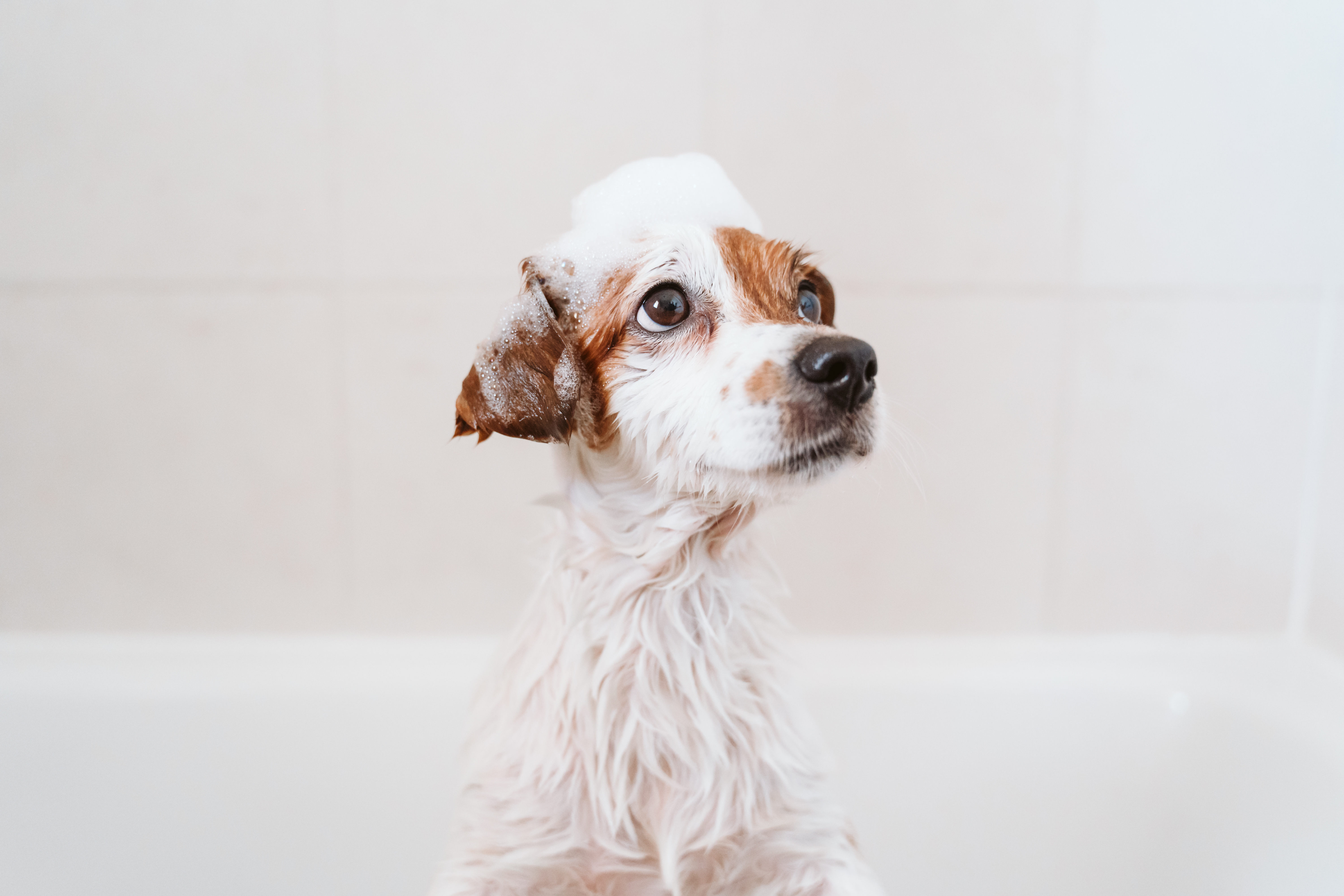 Washing dog discount with human shampoo