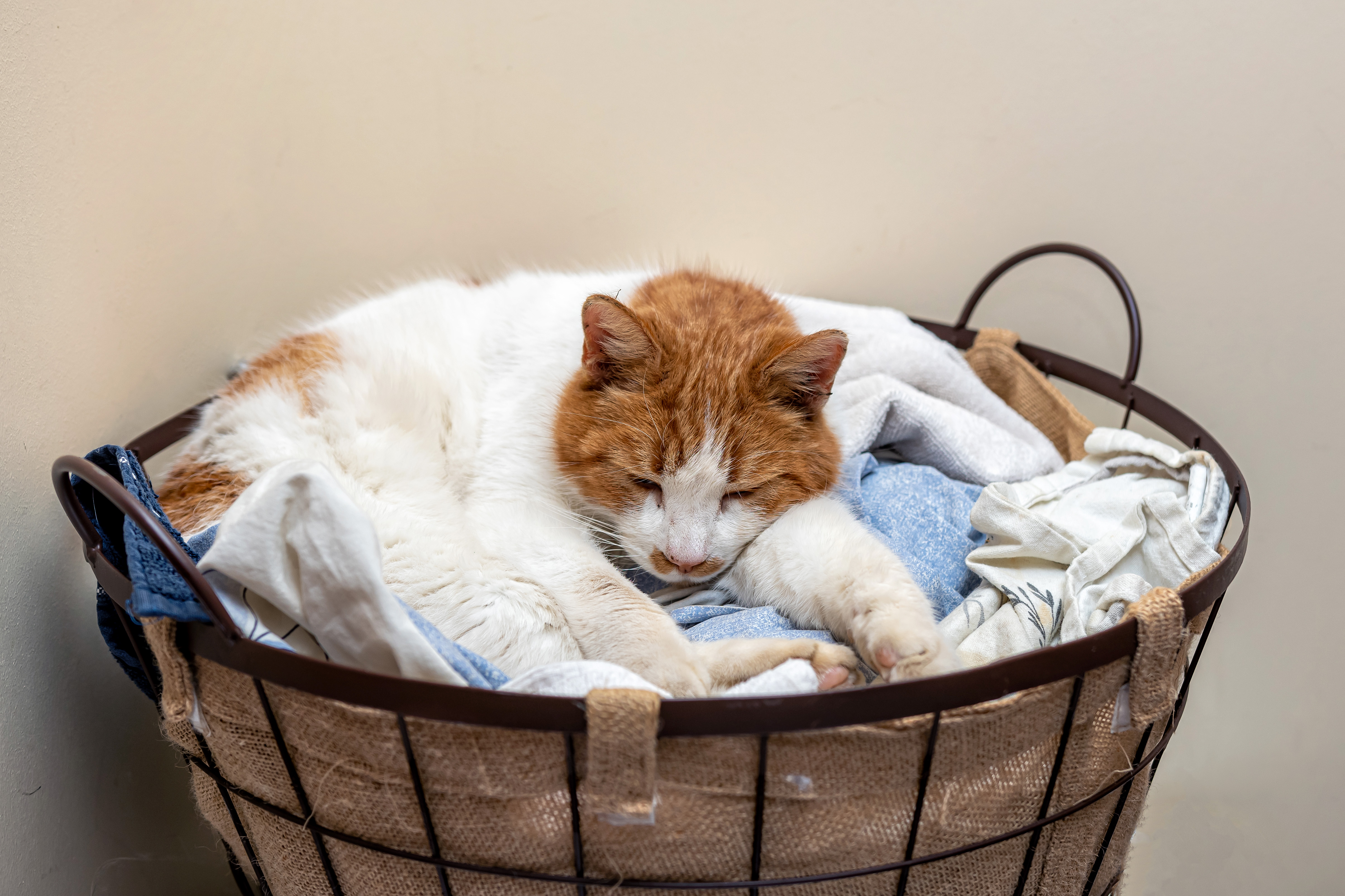 Why Does My Cat Love My Dirty Clothes? | Cuteness