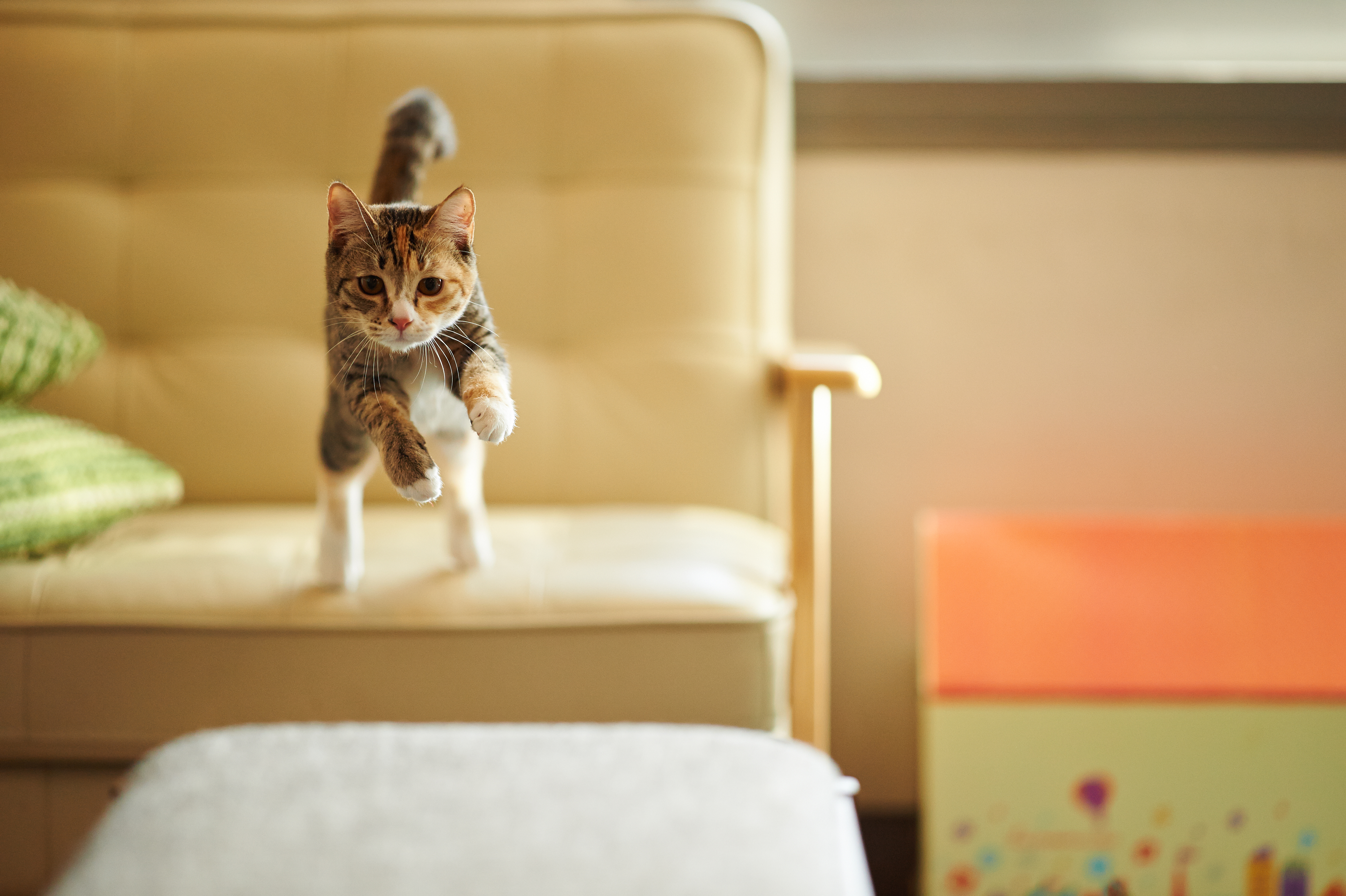 Cat obsessed with toy sale