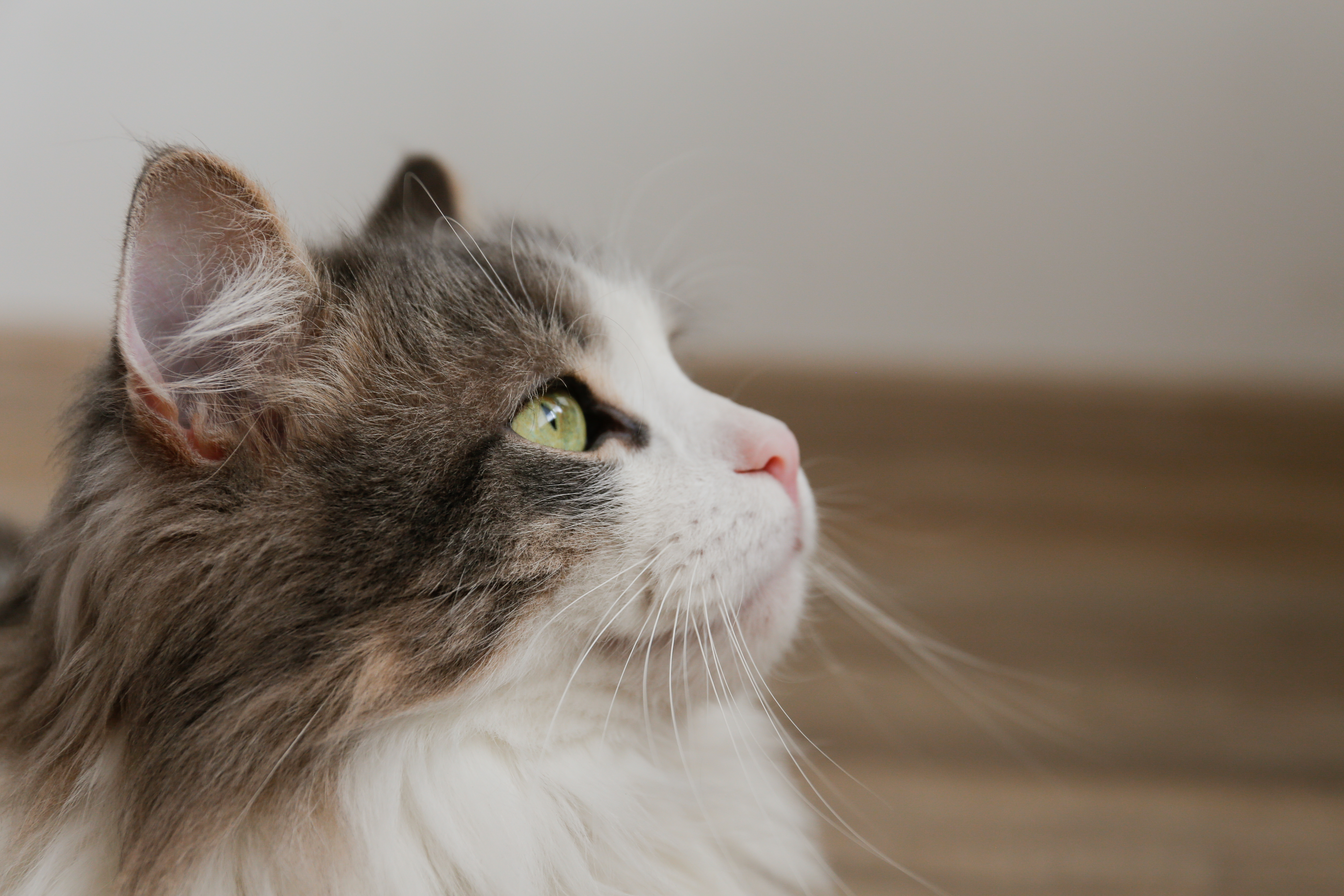 Grey and sale white ragamuffin cat