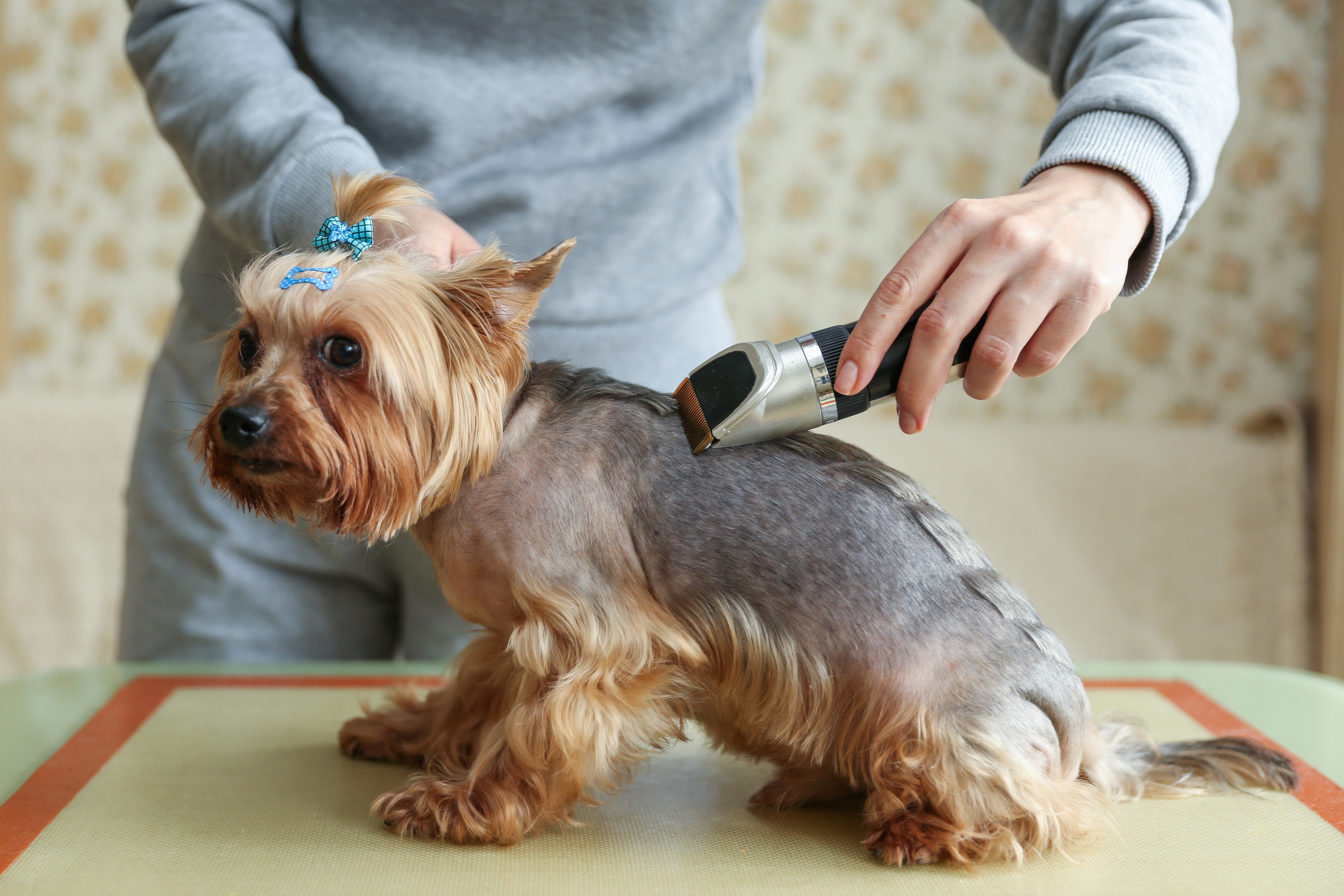 Sharpening dog clipper store blades