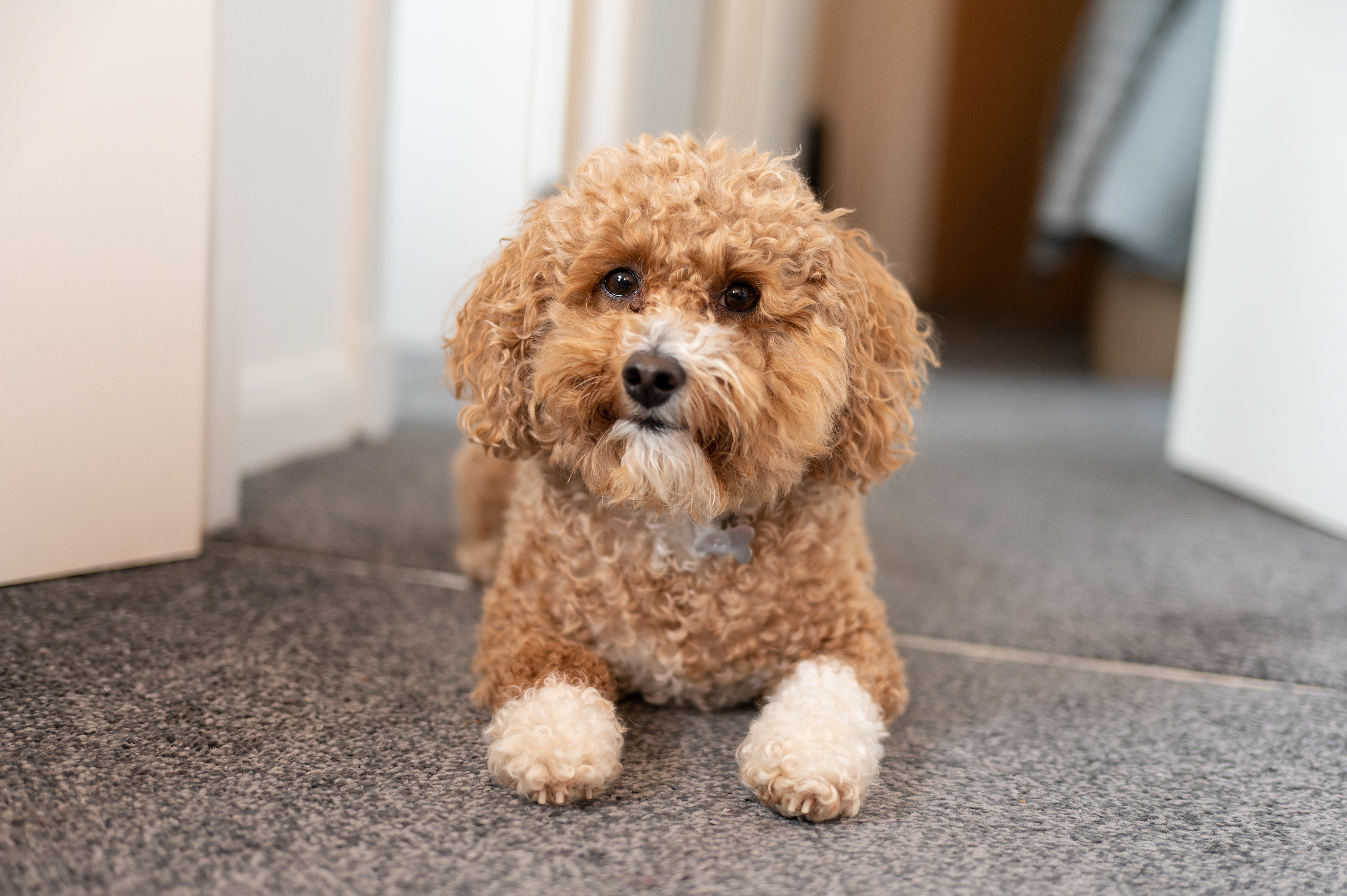 Toy Poodle Dogs  General Breed and Health Overview