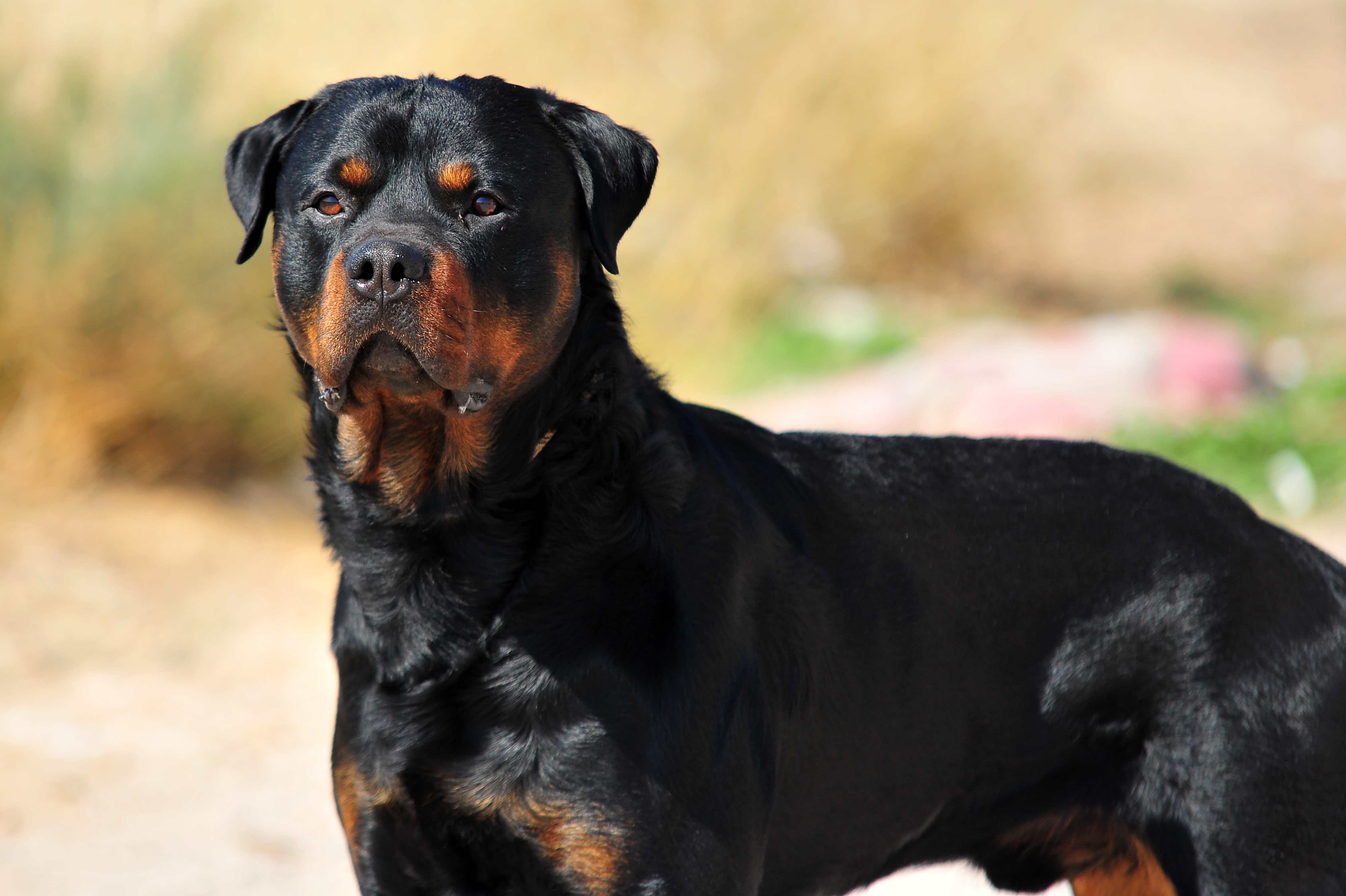 how long does it take for rottweilers to be fully grown? 2