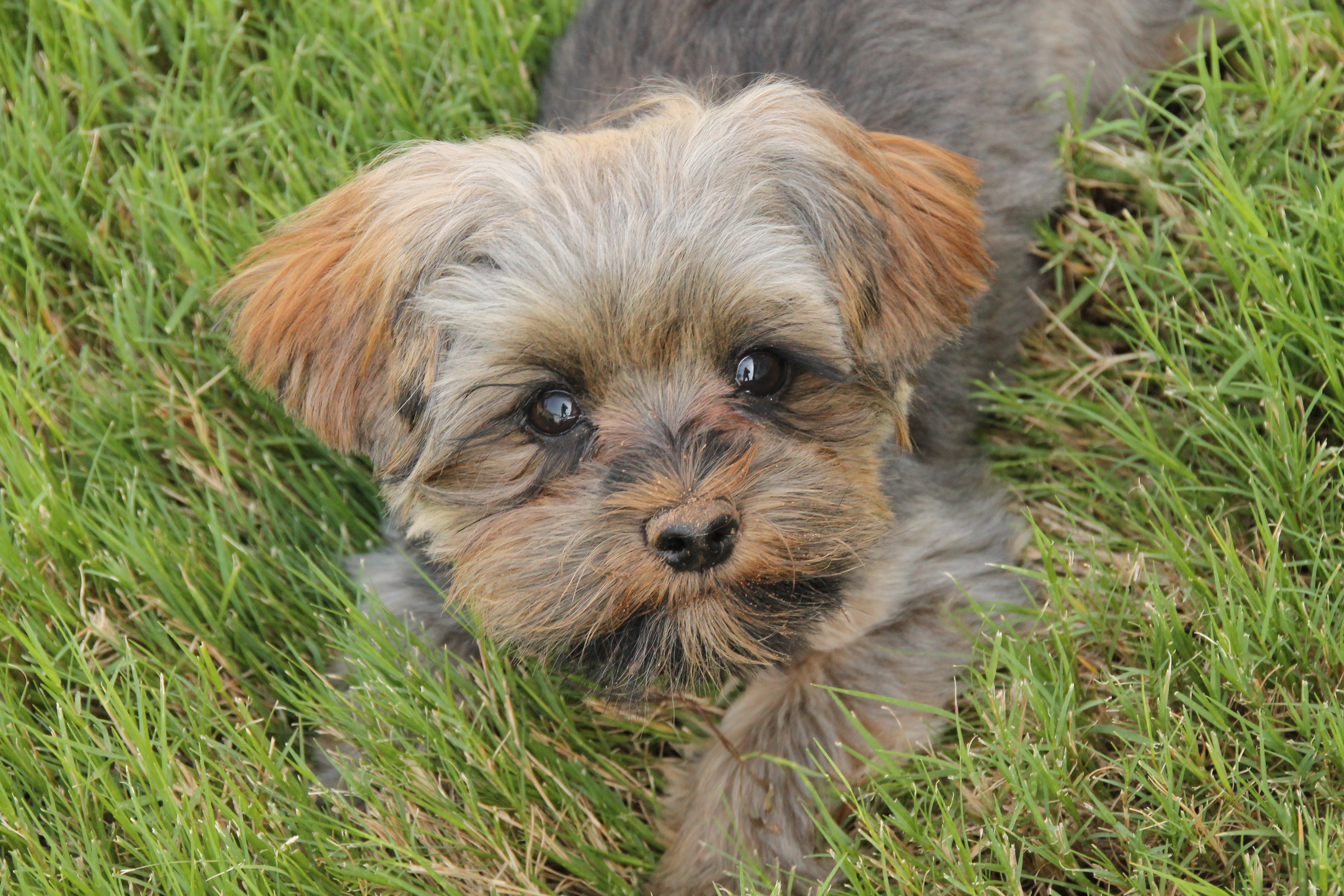 Short haired hot sale morkie