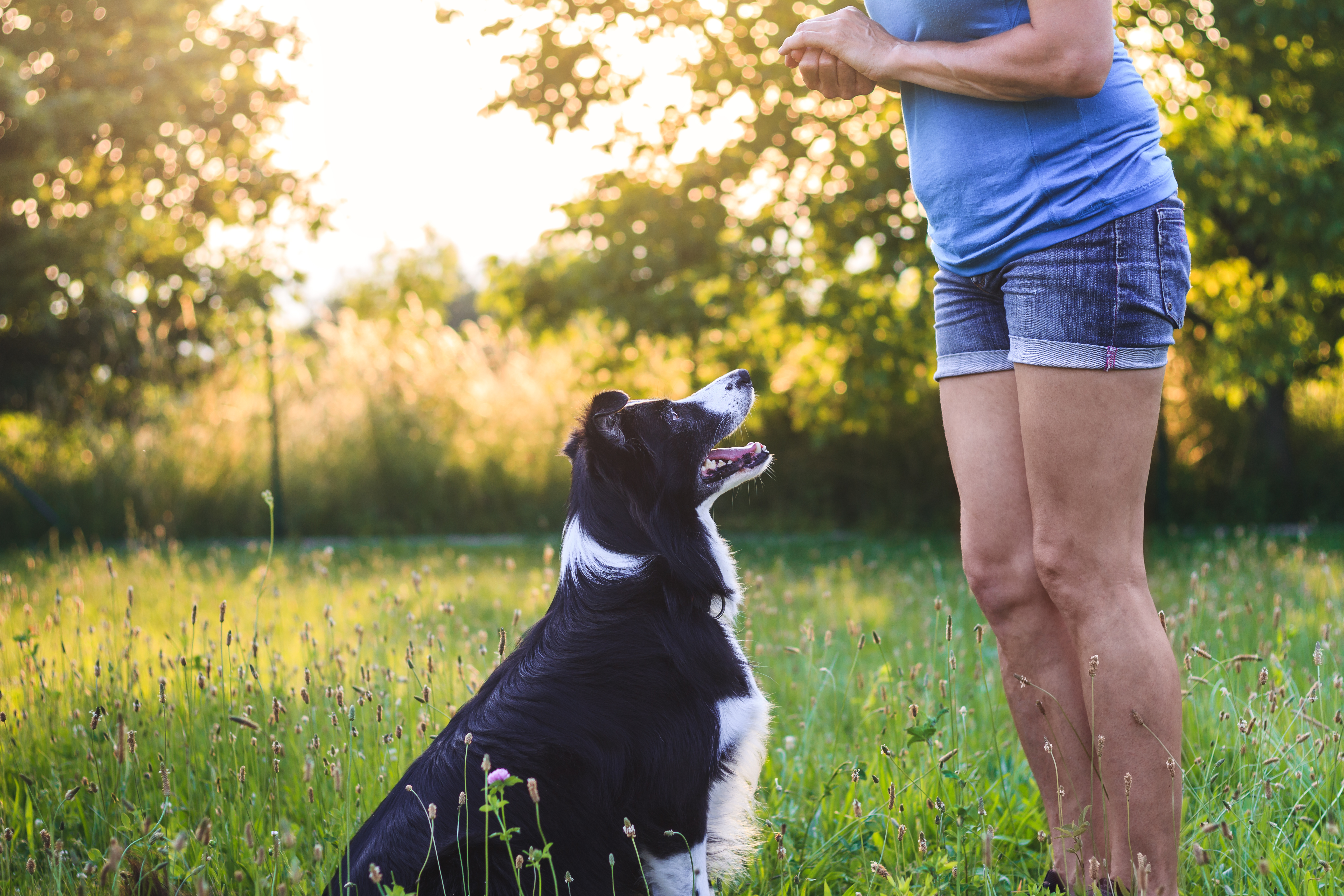 Foods That Give Your Dog More Muscle Cuteness