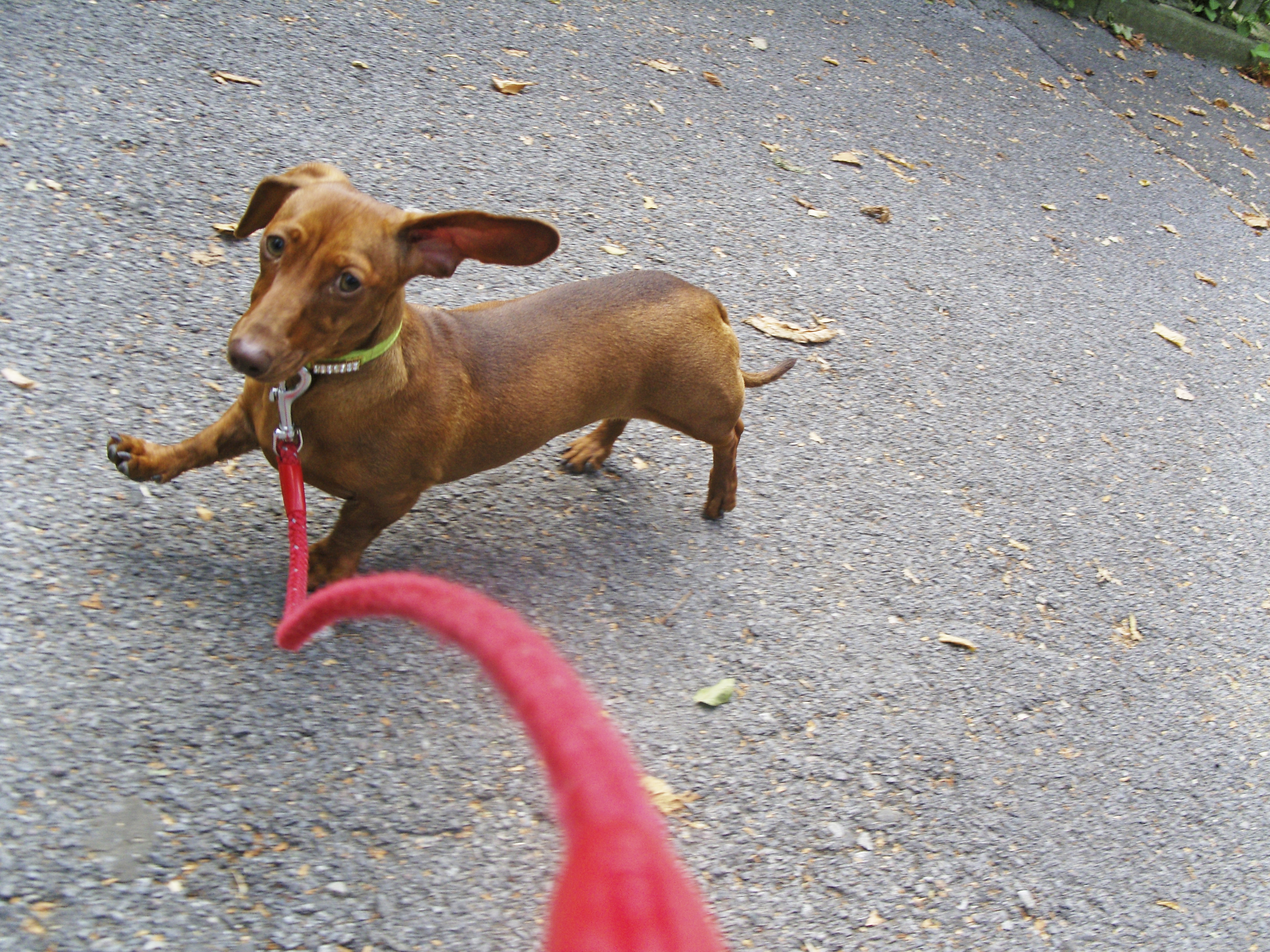 Medication to calm store a hyper dog