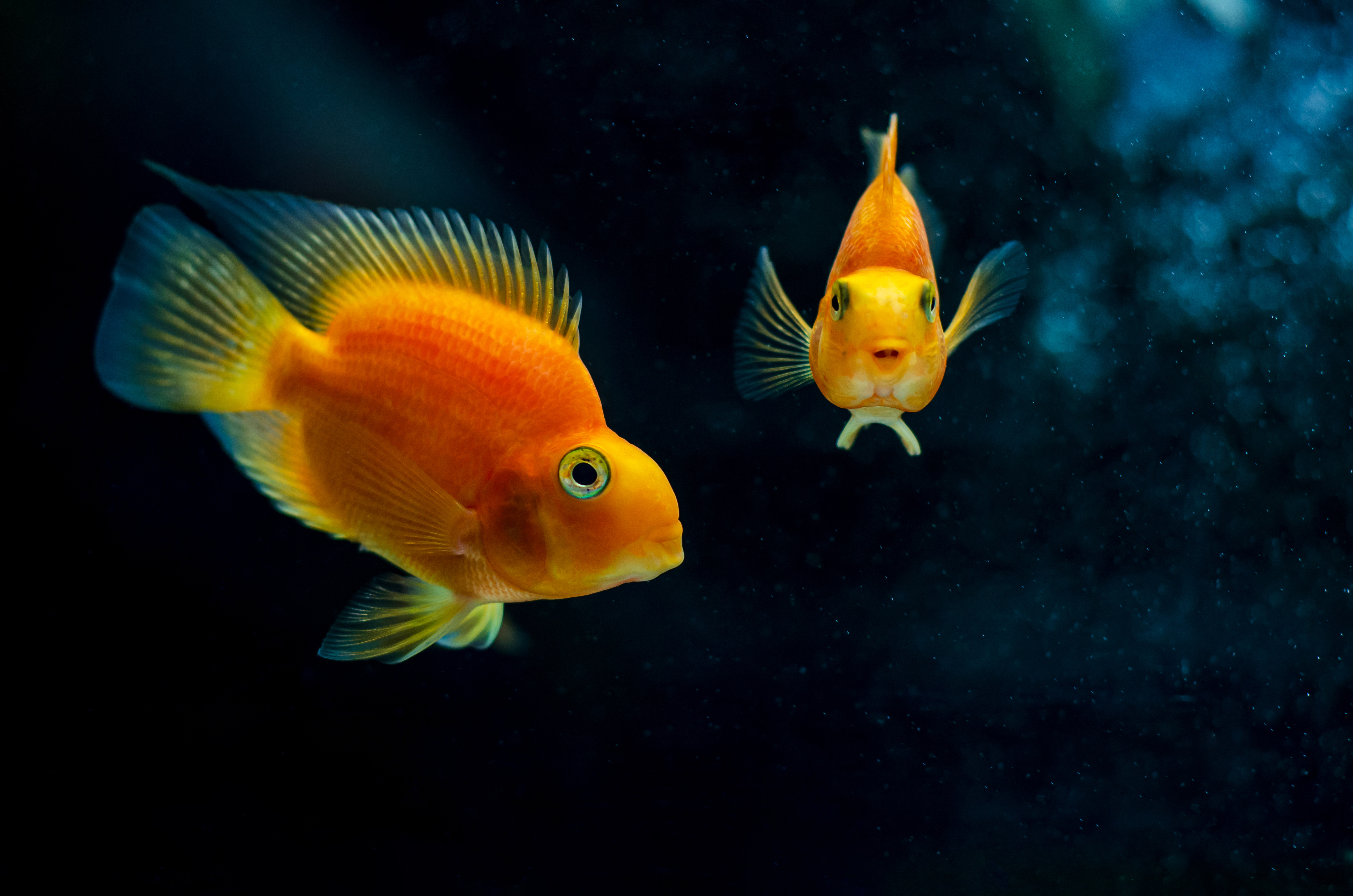 Parrot fish and clearance goldfish in one tank