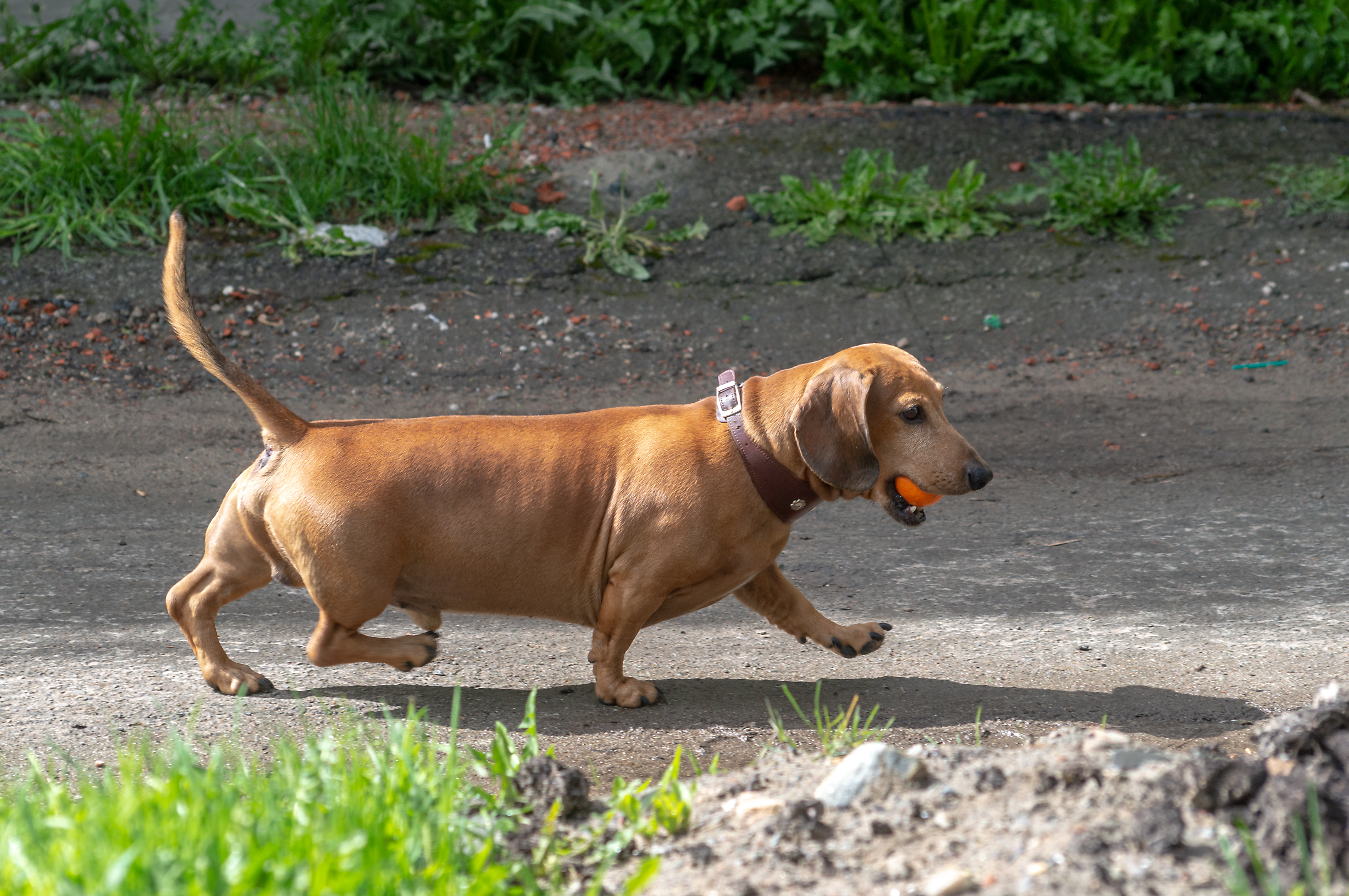 Dachshund store itchy skin