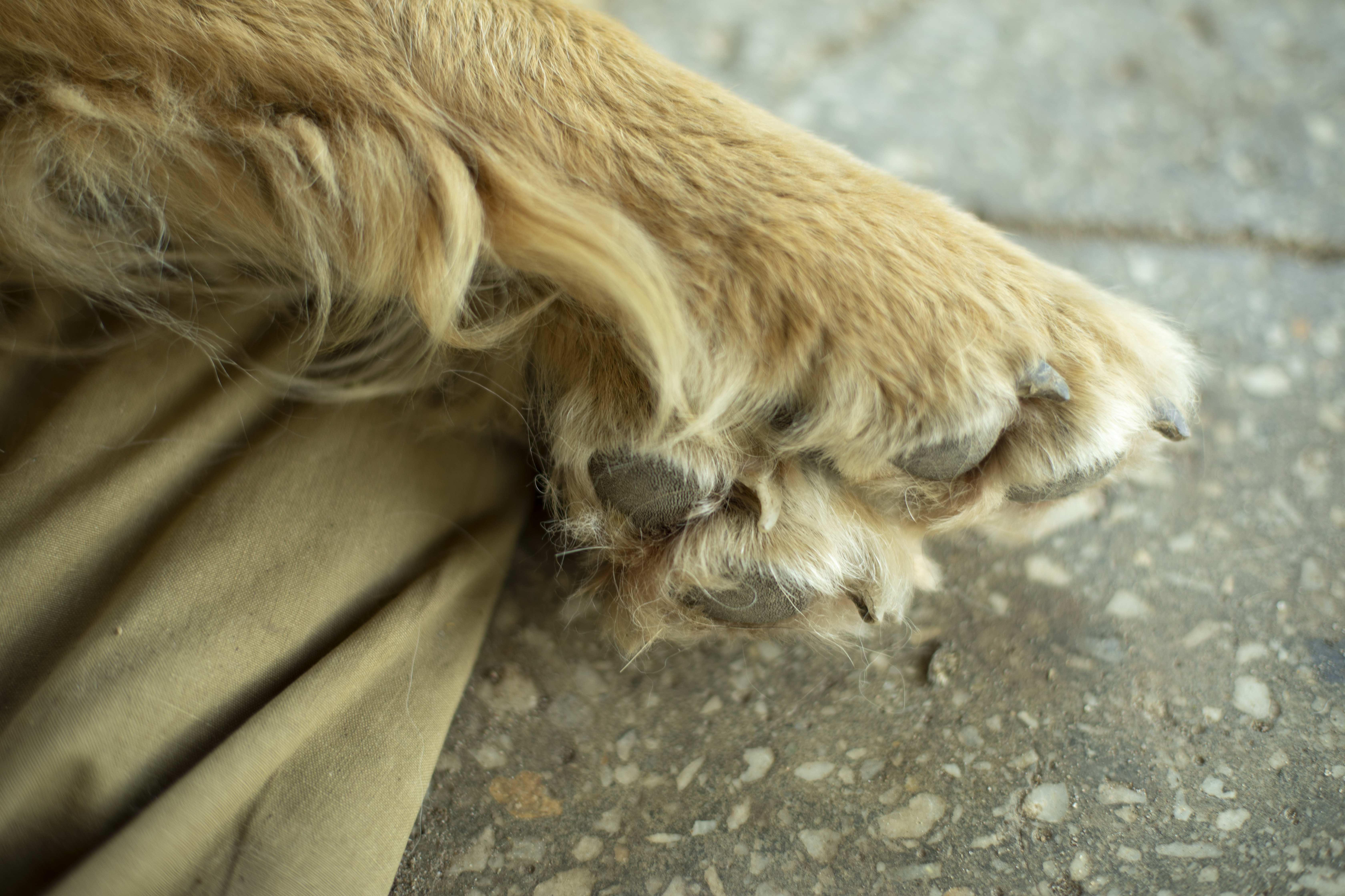 Dog has a clearance sore on his paw