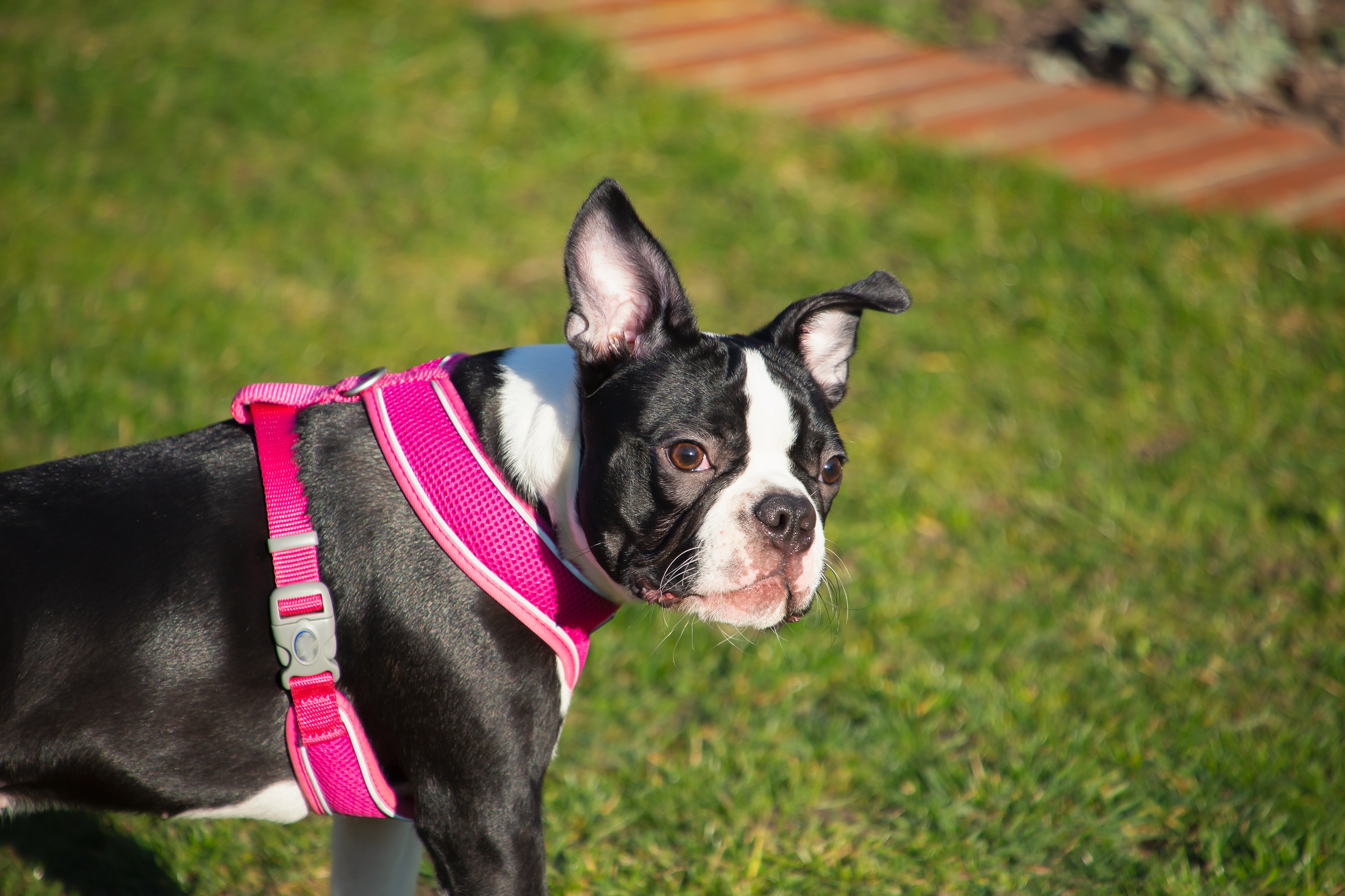 Top paw car store harness