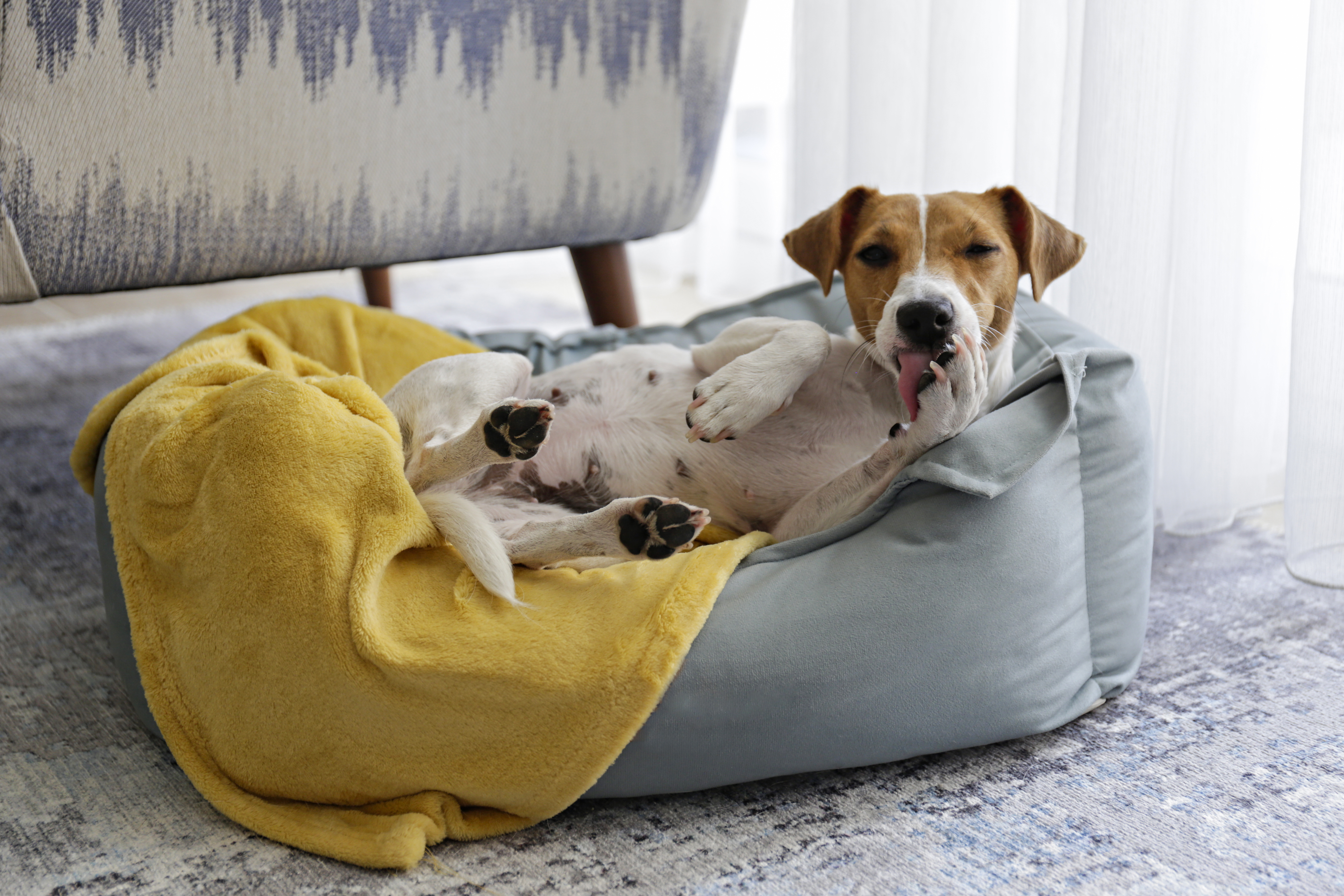 Dog obsessively licks discount blankets