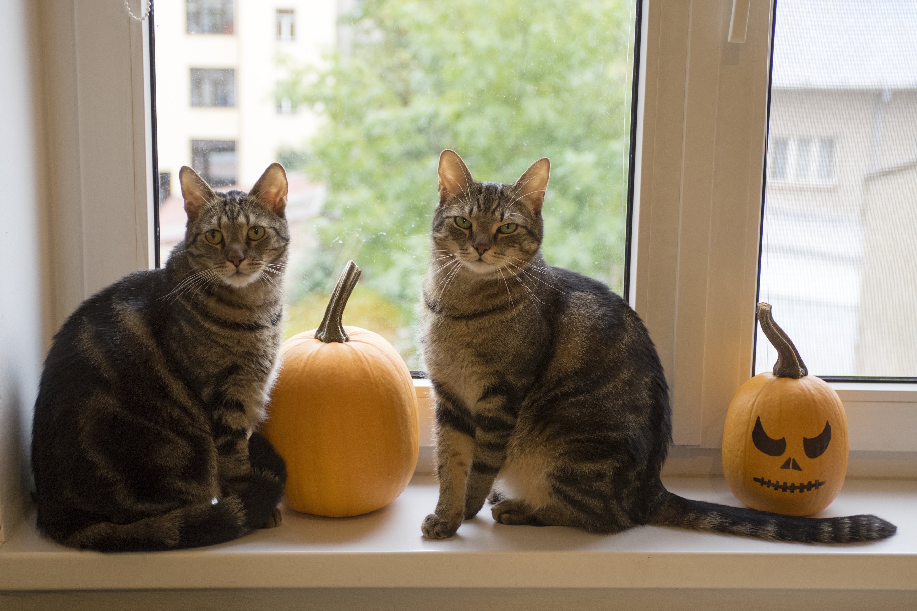 Does My Cat Love Me? 8 Ways They Tell You — Pumpkin®