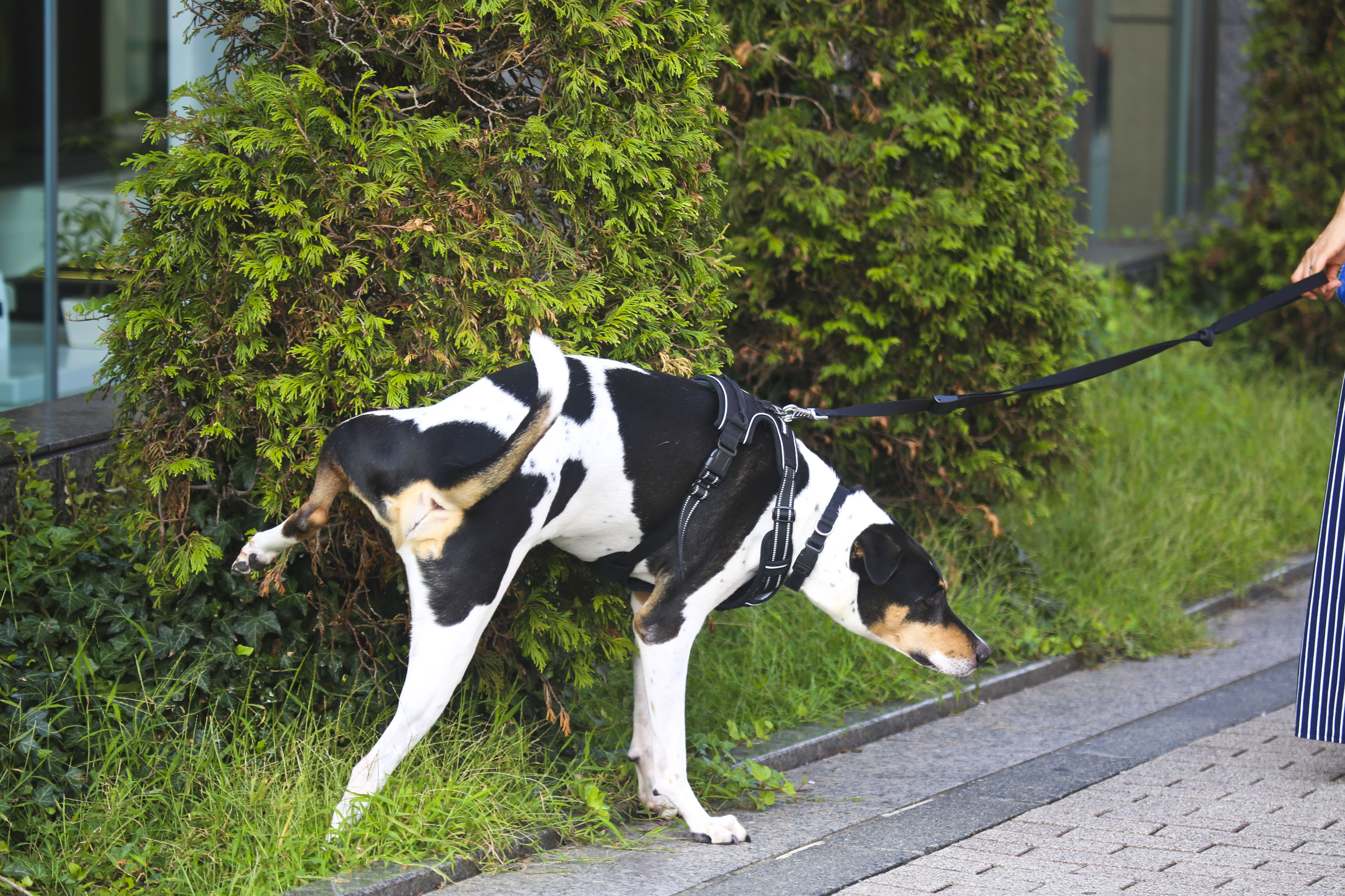 what will keep dogs from peeing on bushes