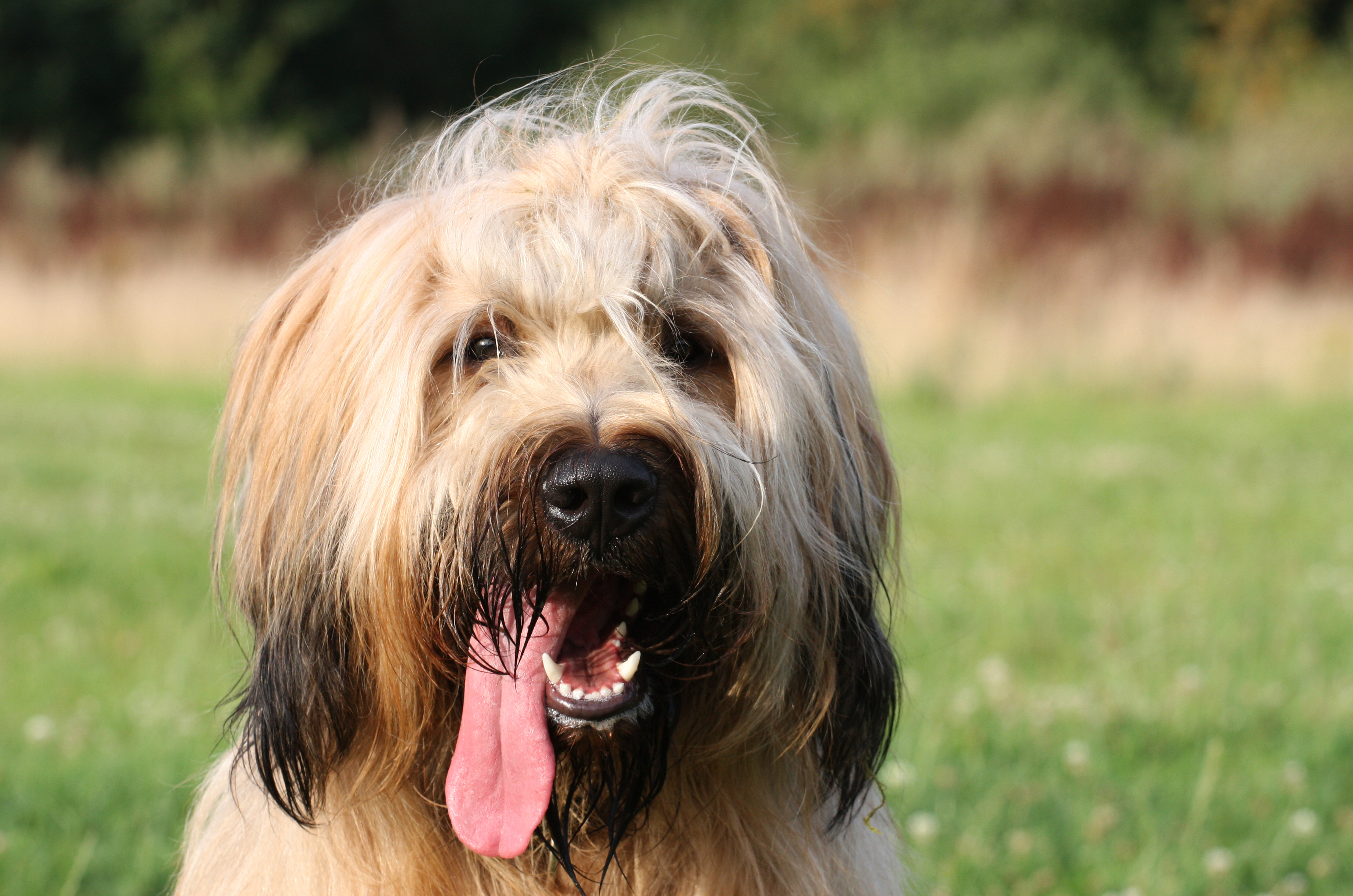 how do you groom briard