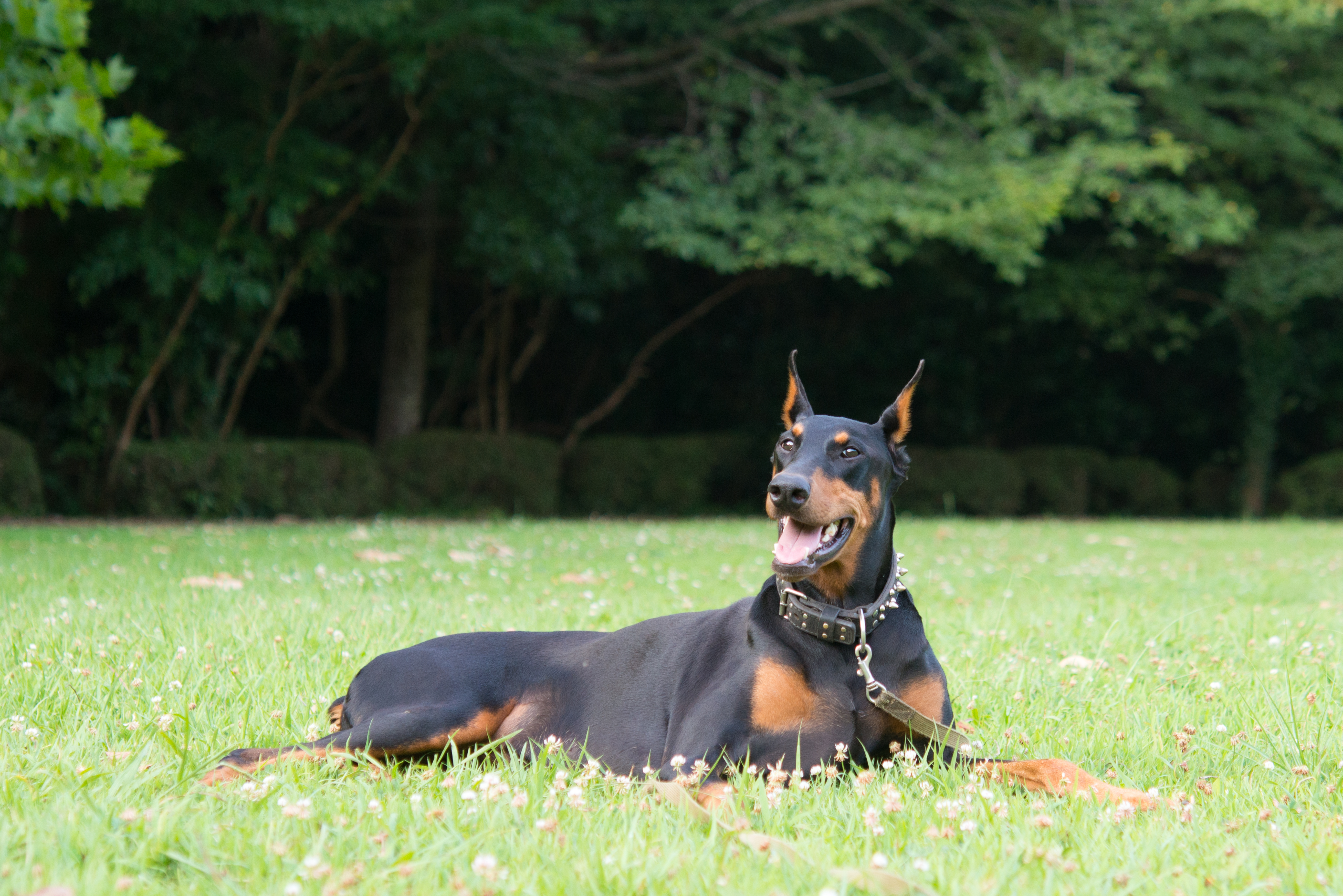 Doberman dry outlet skin treatment