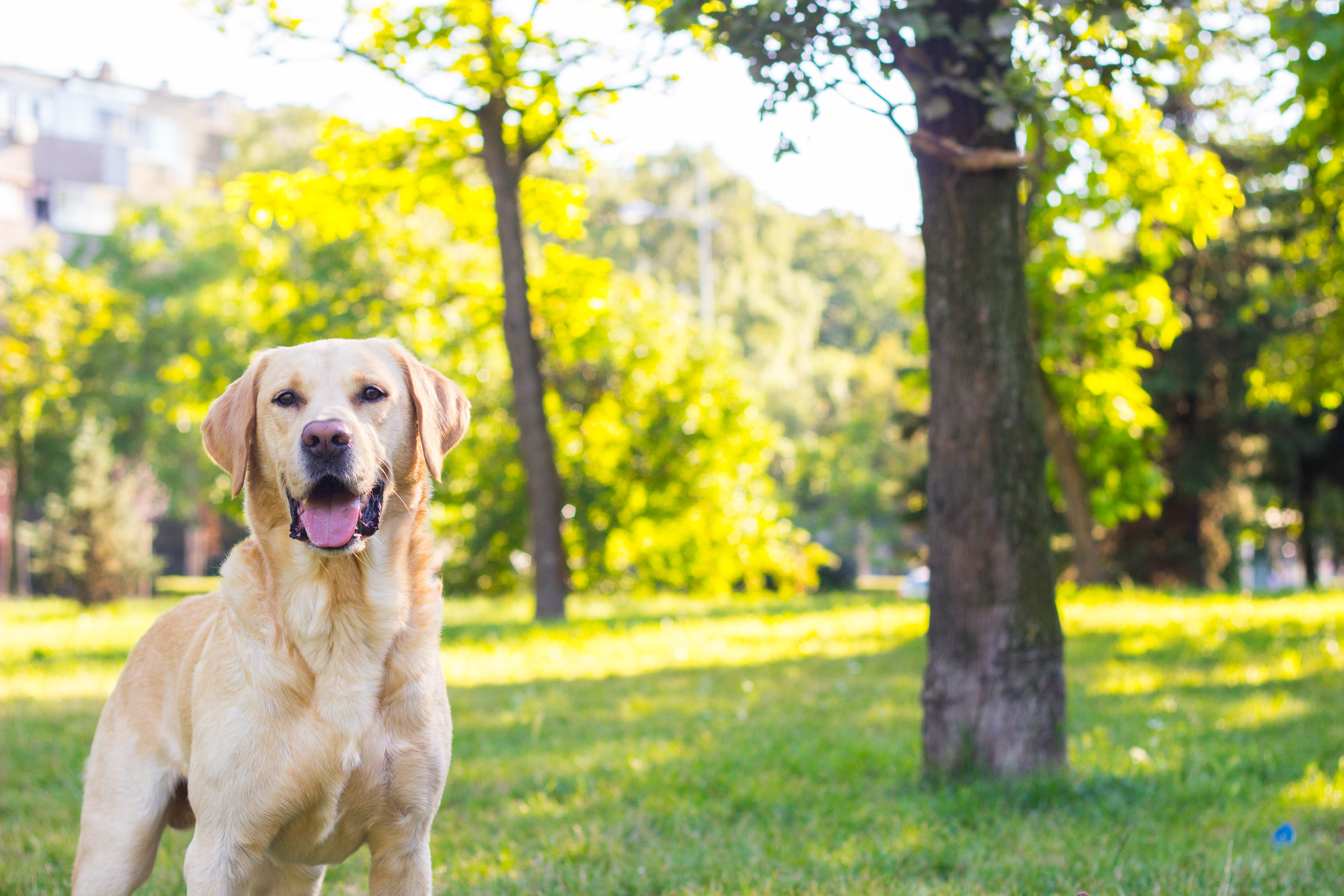 Wavy store hair labrador