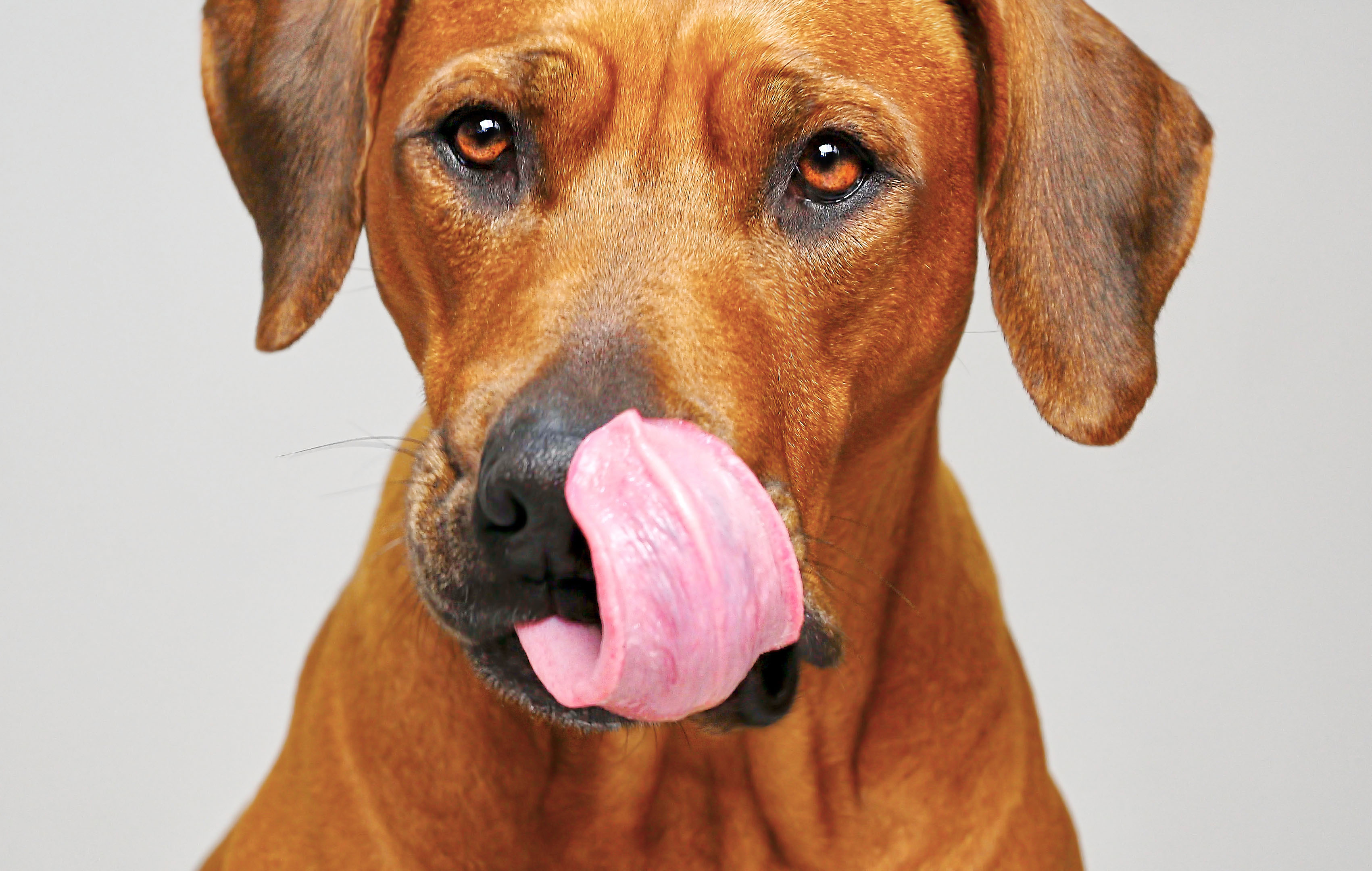 Why Does My Dog lick Urine?!